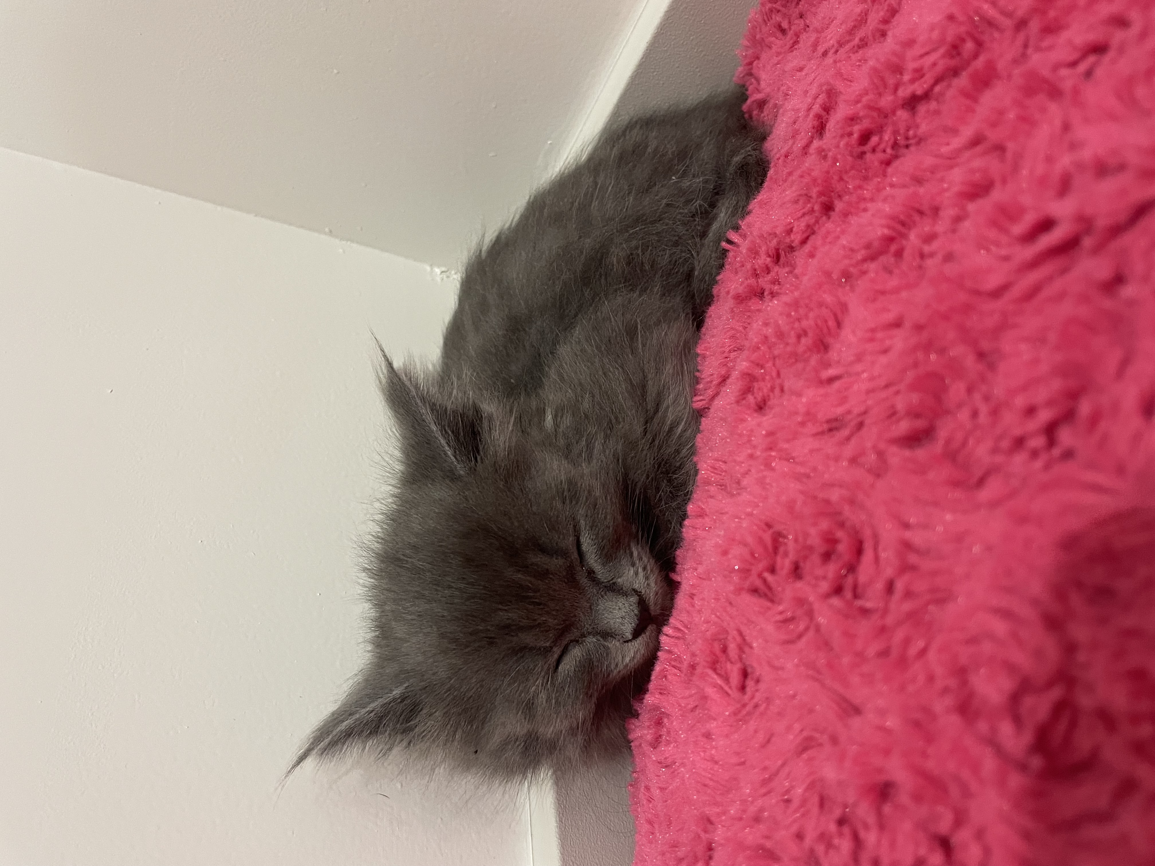 Picture of the Animal Listed