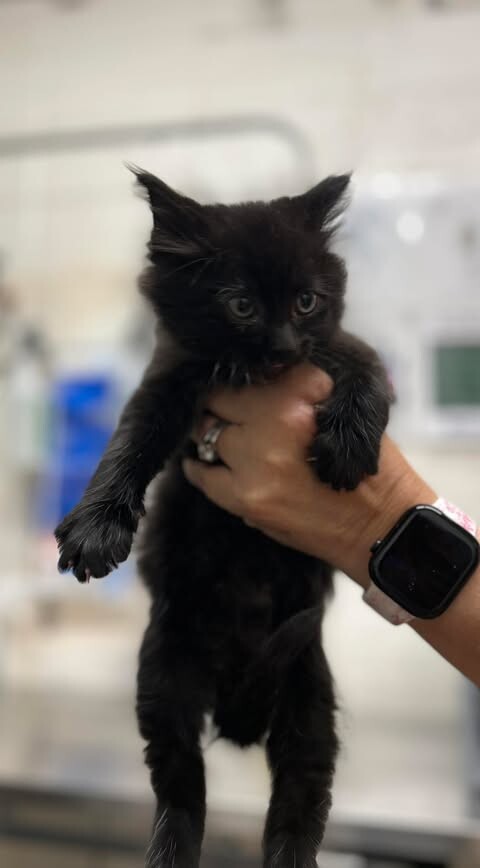 Picture of the Animal Listed