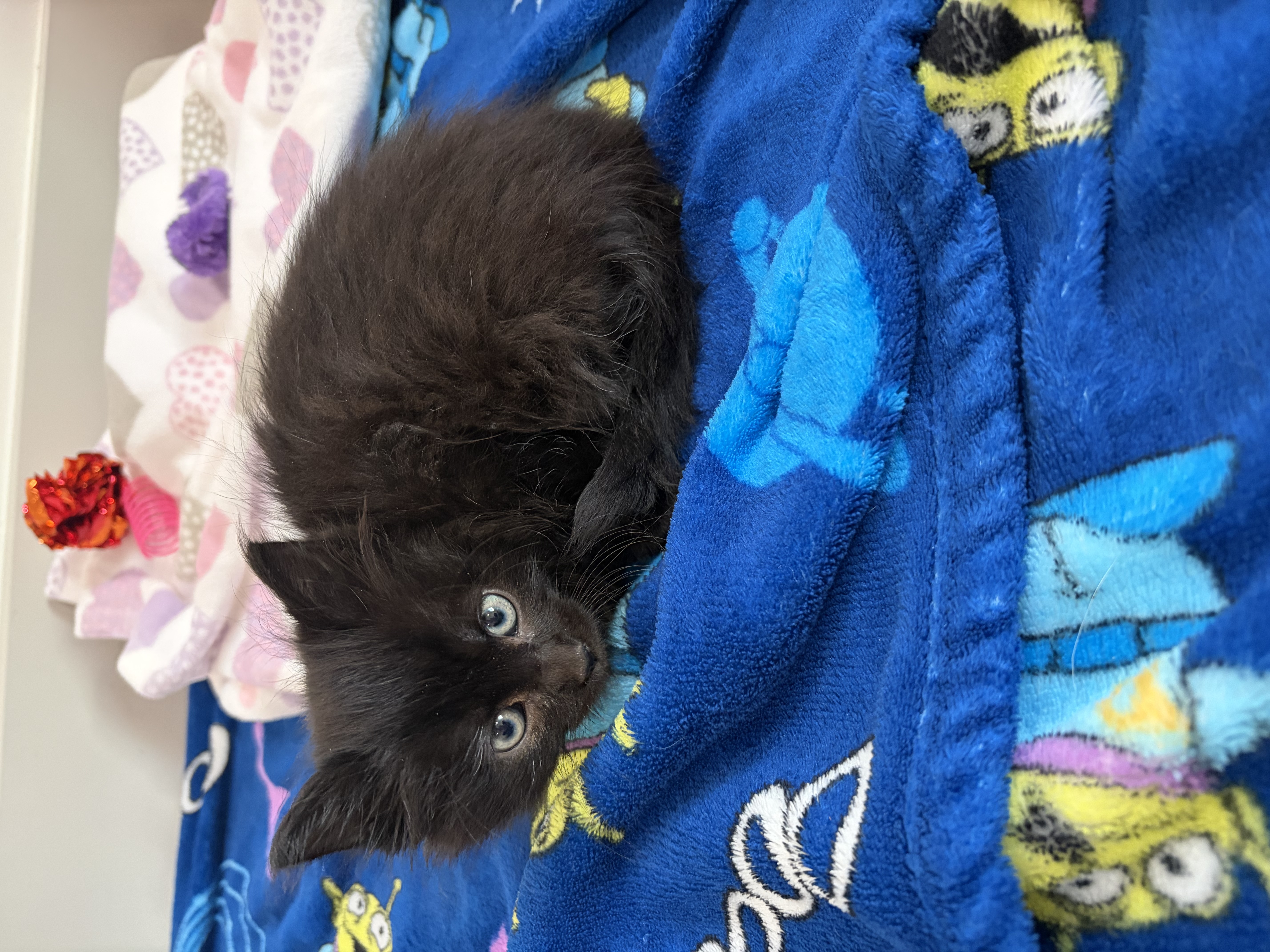 Picture of the Animal Listed