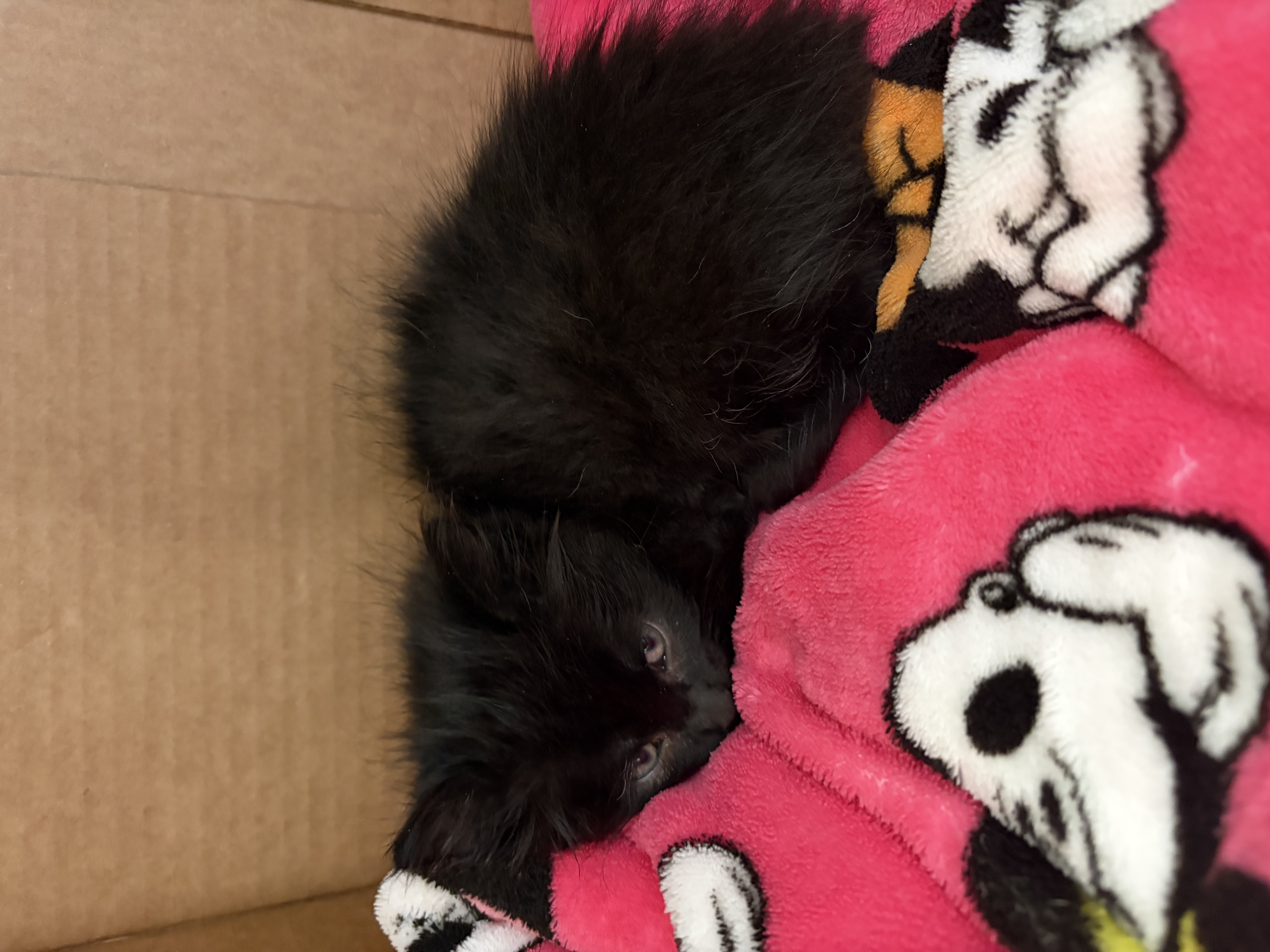 Picture of the Animal Listed