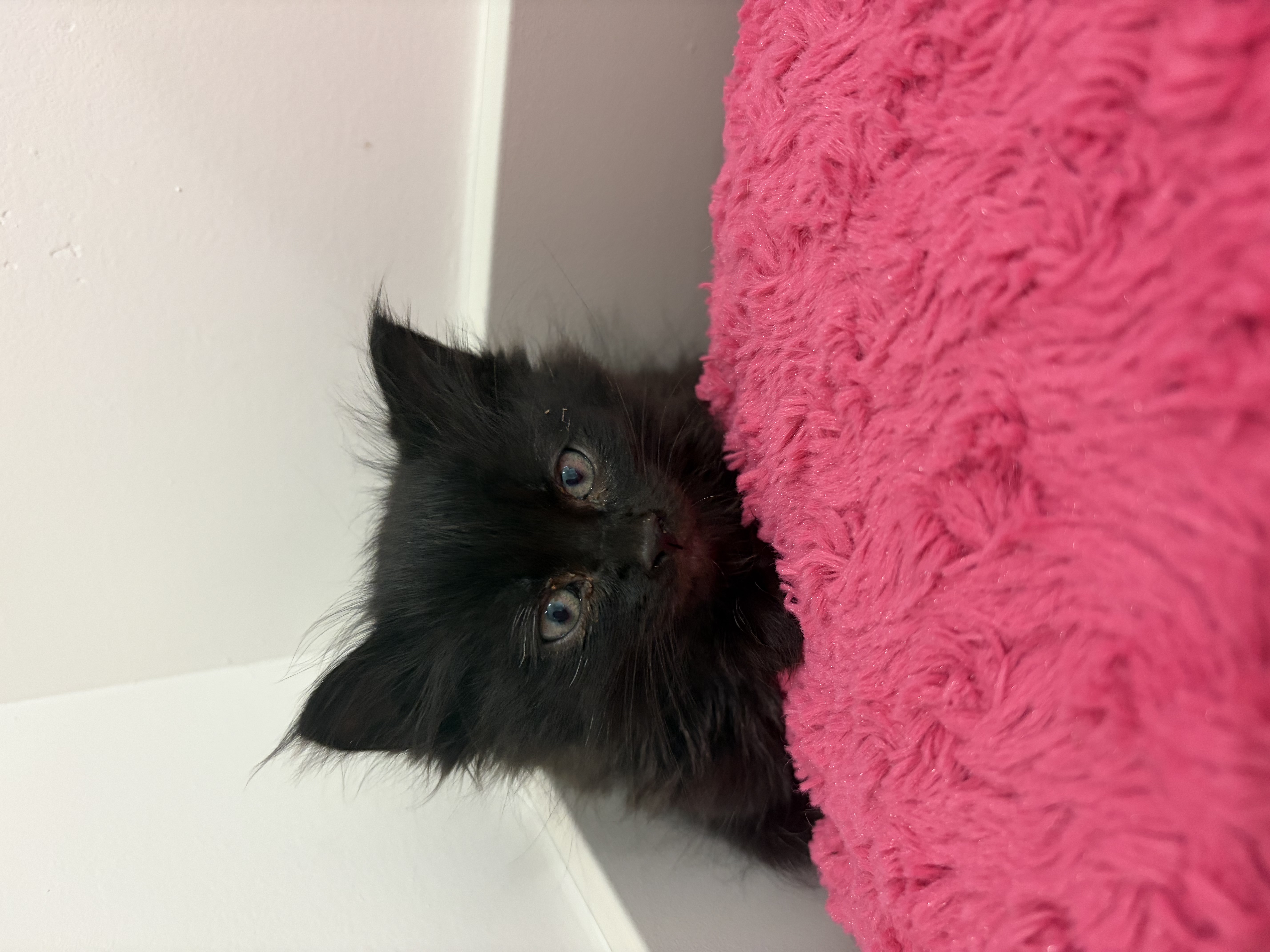 Picture of the Animal Listed