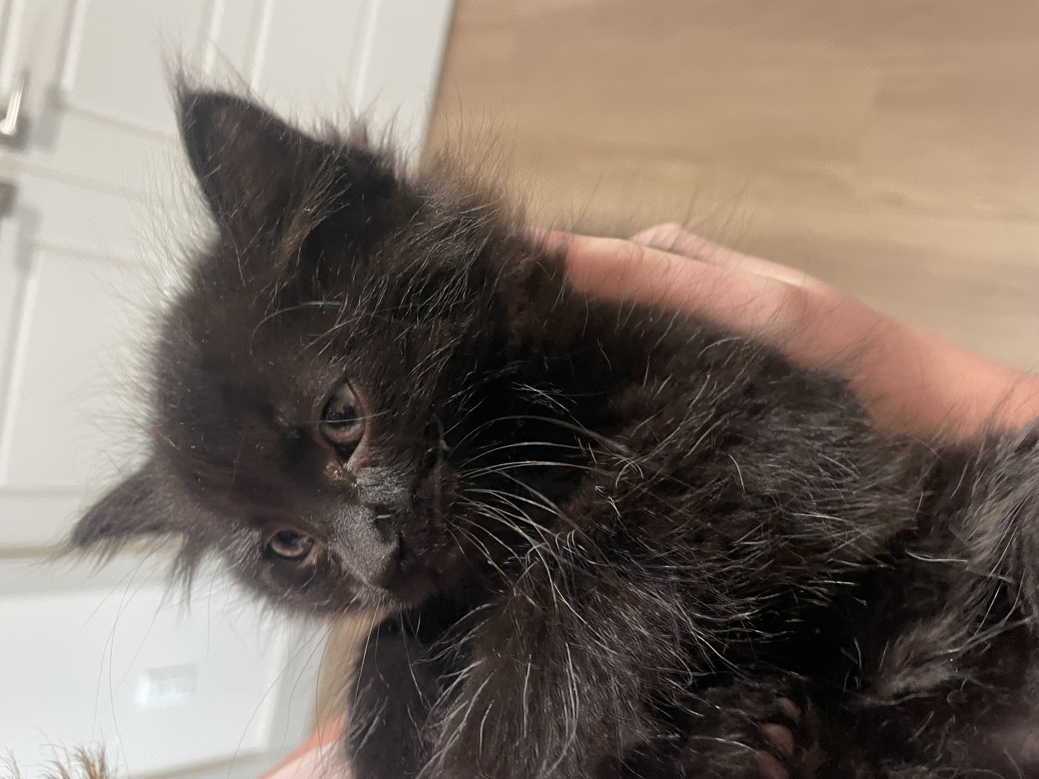 Picture of the Animal Listed