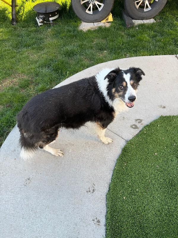 Picture of the Animal Listed