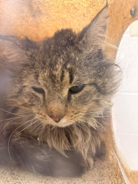 Picture of the Animal Listed