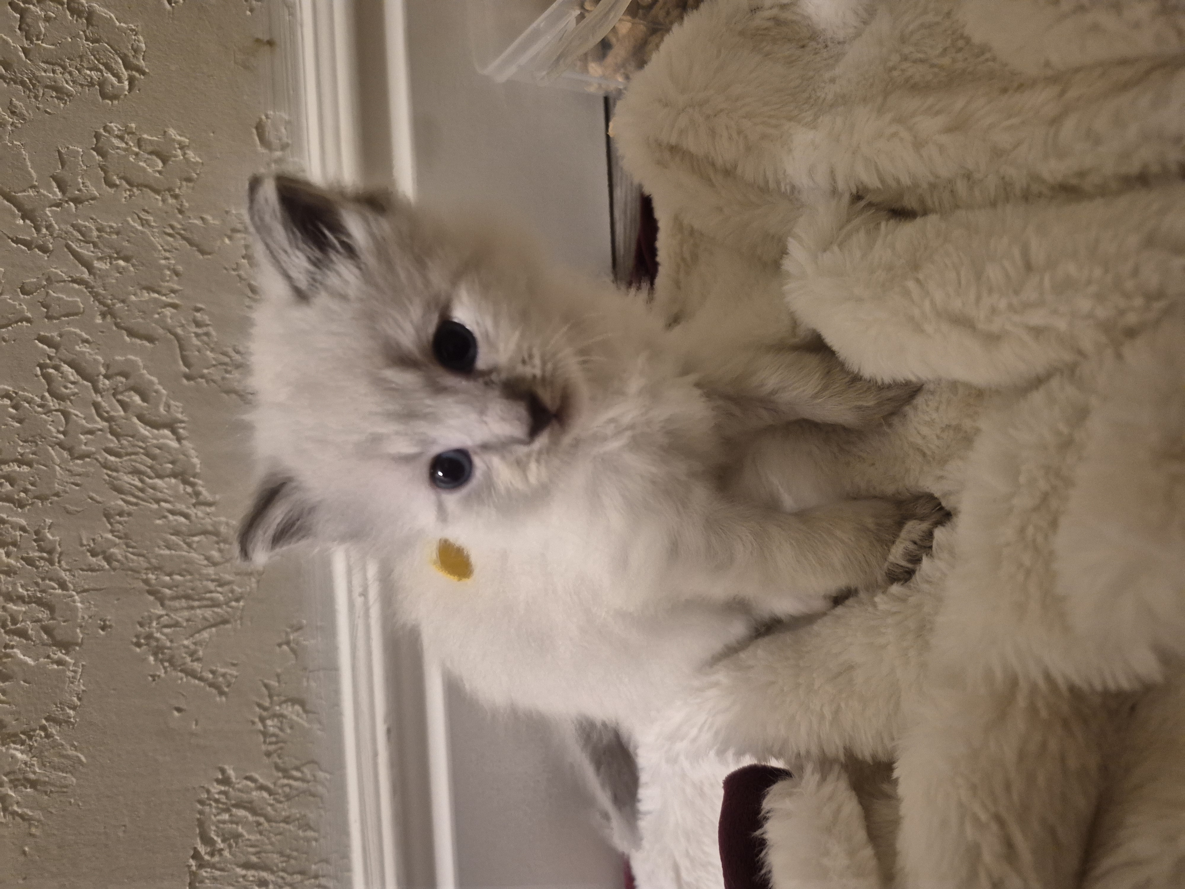 Picture of the Animal Listed