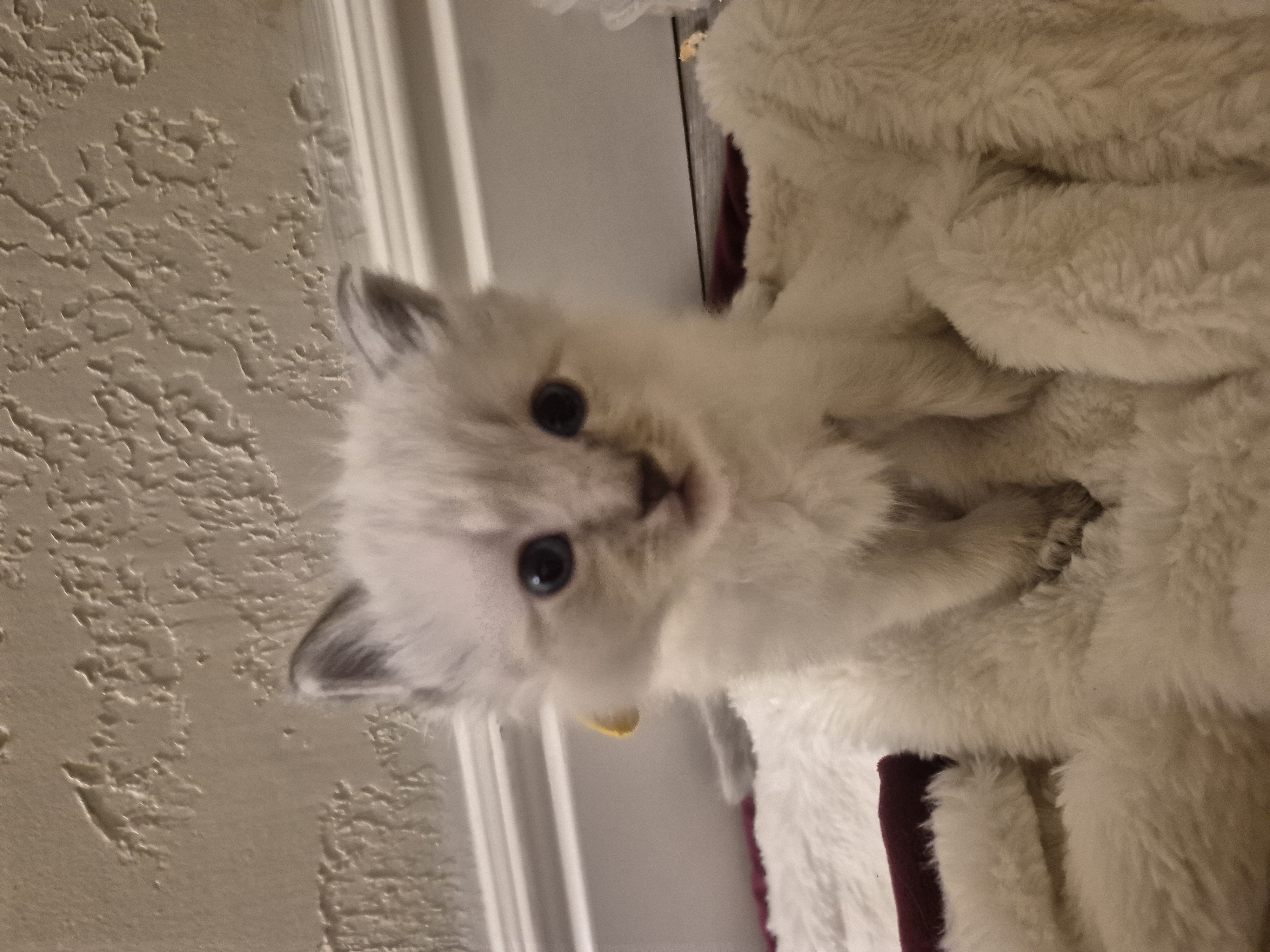 Picture of the Animal Listed