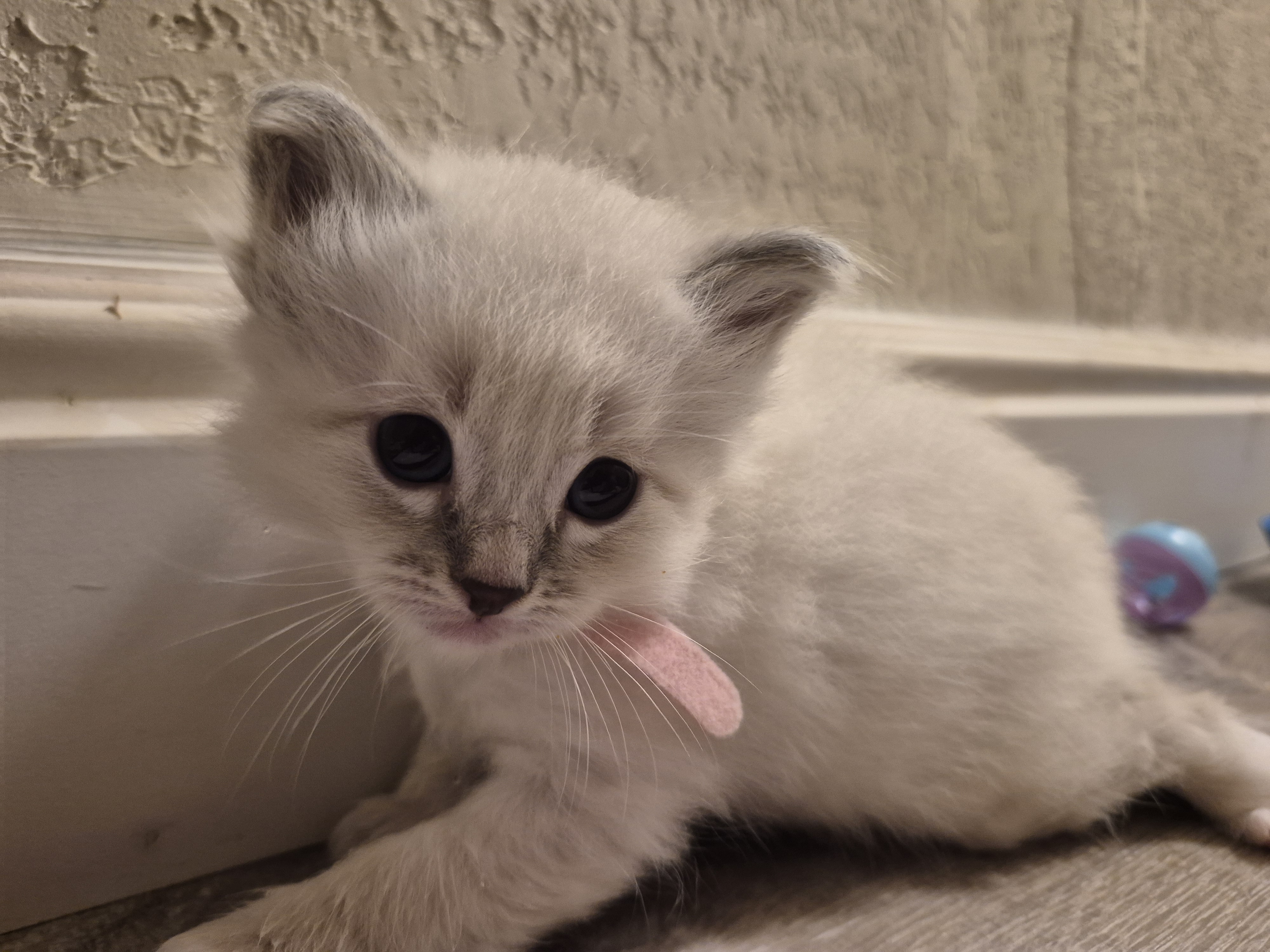 Picture of the Animal Listed
