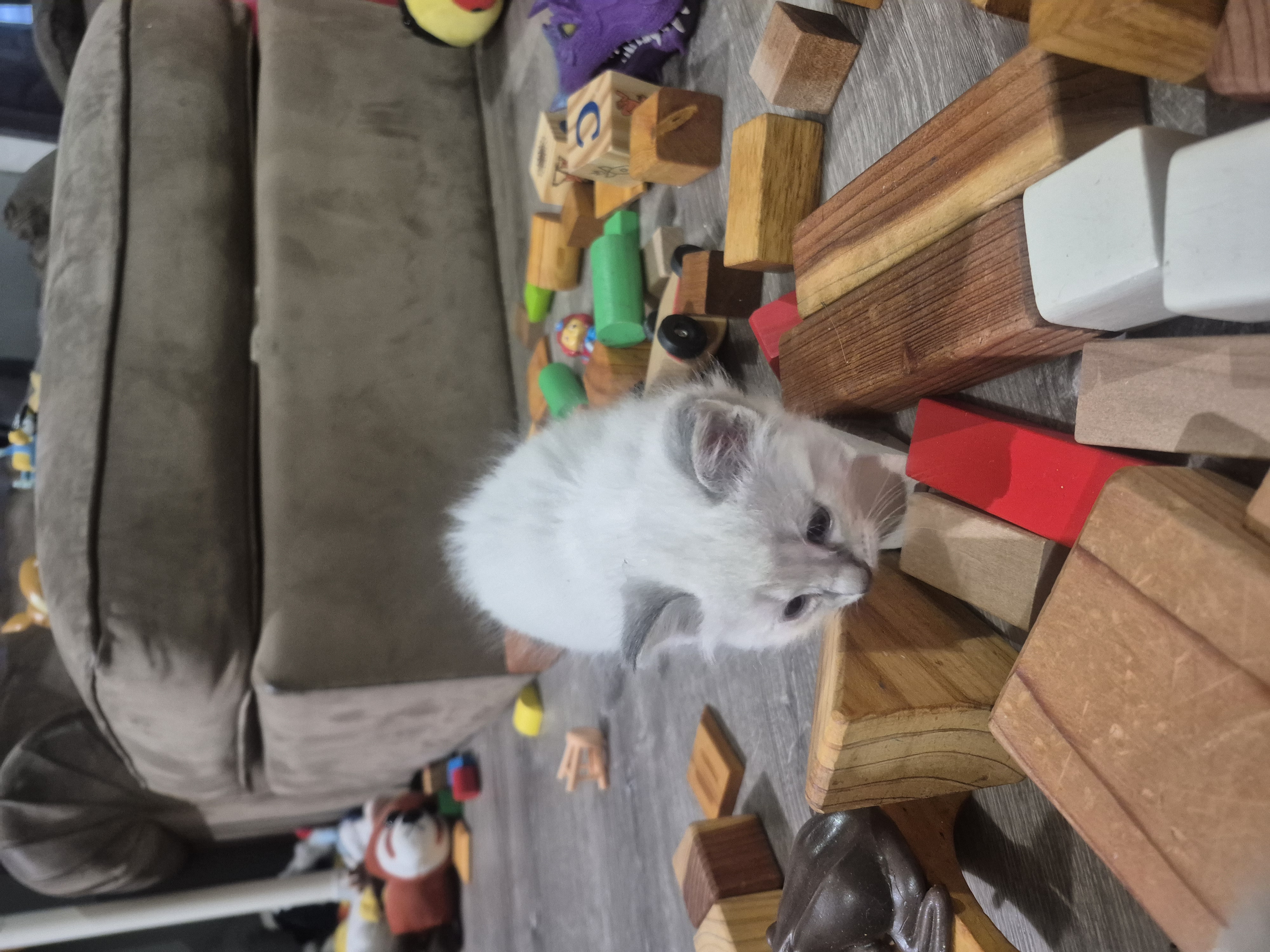 Picture of the Animal Listed