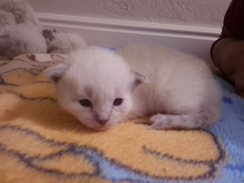 Picture of the Animal Listed