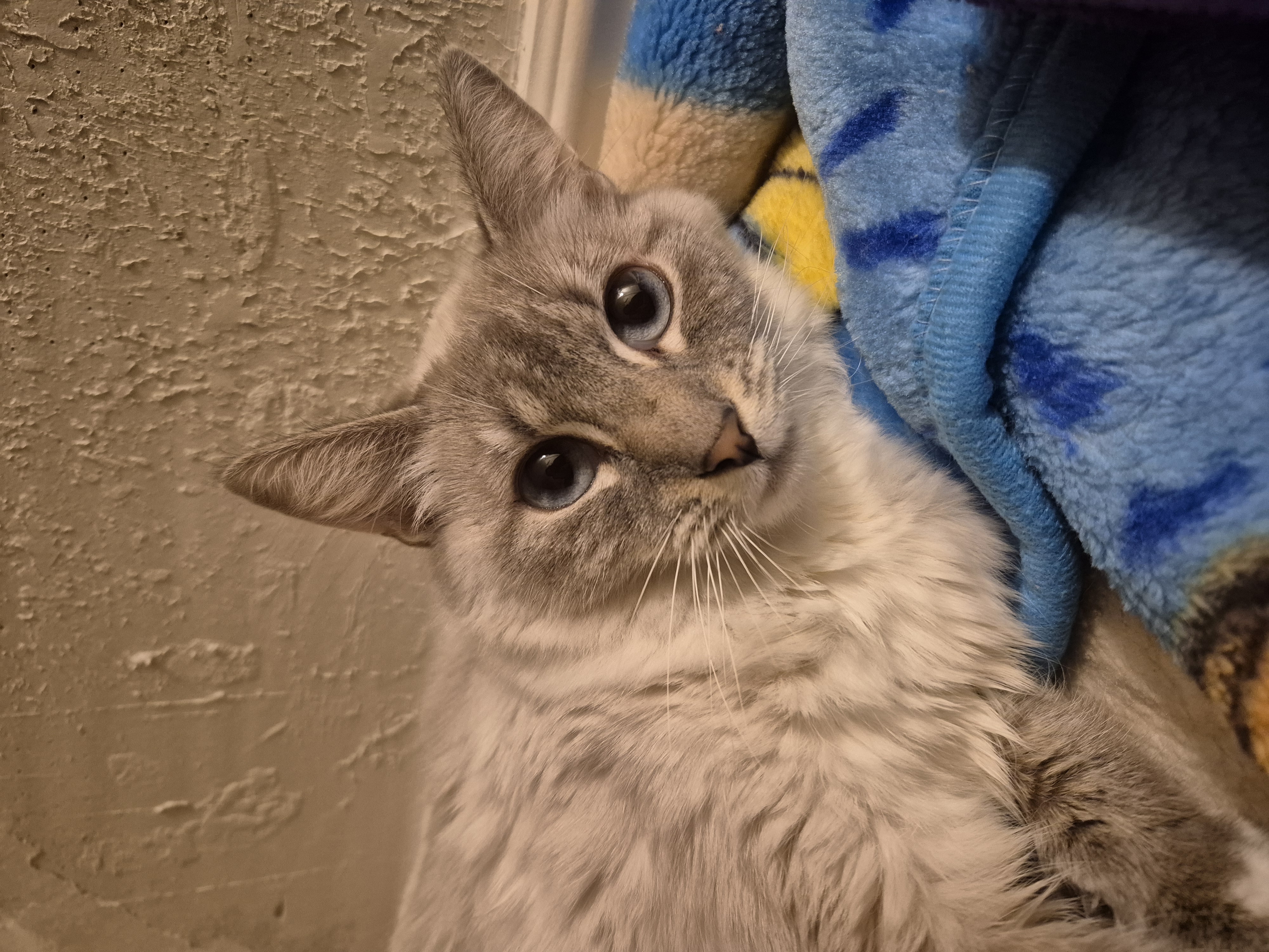 Picture of the Animal Listed