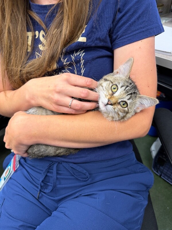 Picture of the Animal Listed