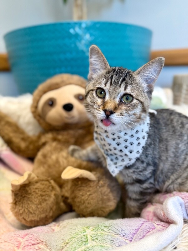 Picture of the Animal Listed