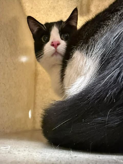 Picture of the Animal Listed