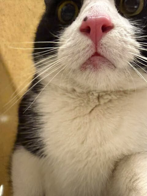 Picture of the Animal Listed