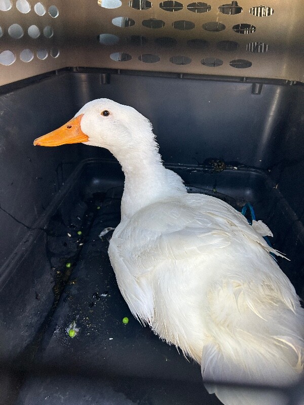 Picture of the Animal Listed