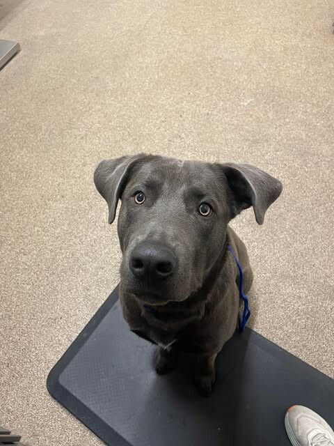 Picture of the Animal Listed