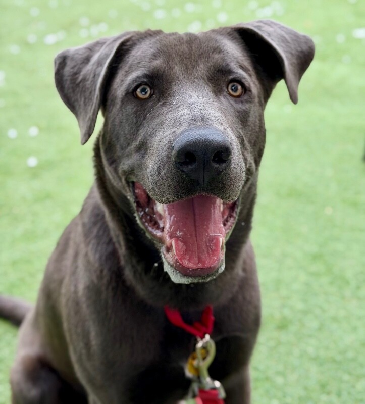 Picture of the Animal Listed