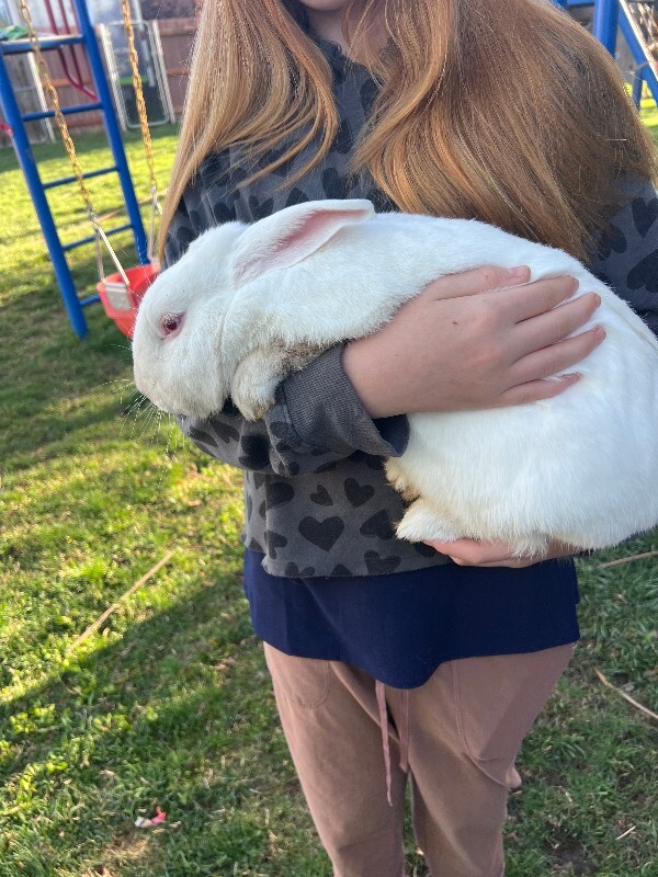 Picture of the Animal Listed