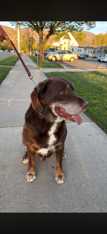 Picture of the Animal Listed