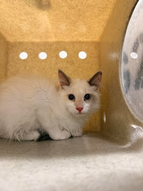 Picture of the Animal Listed