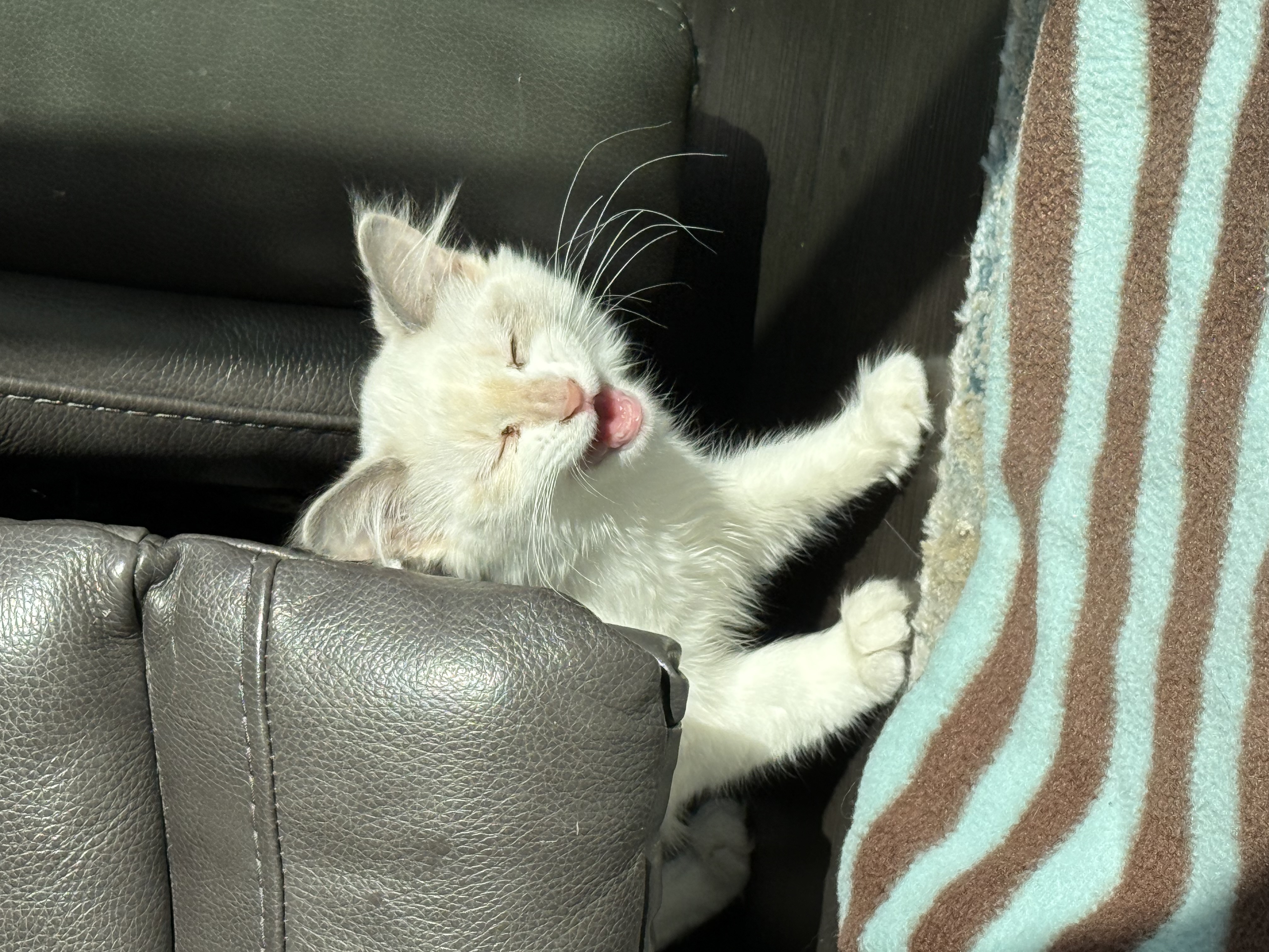 Picture of the Animal Listed