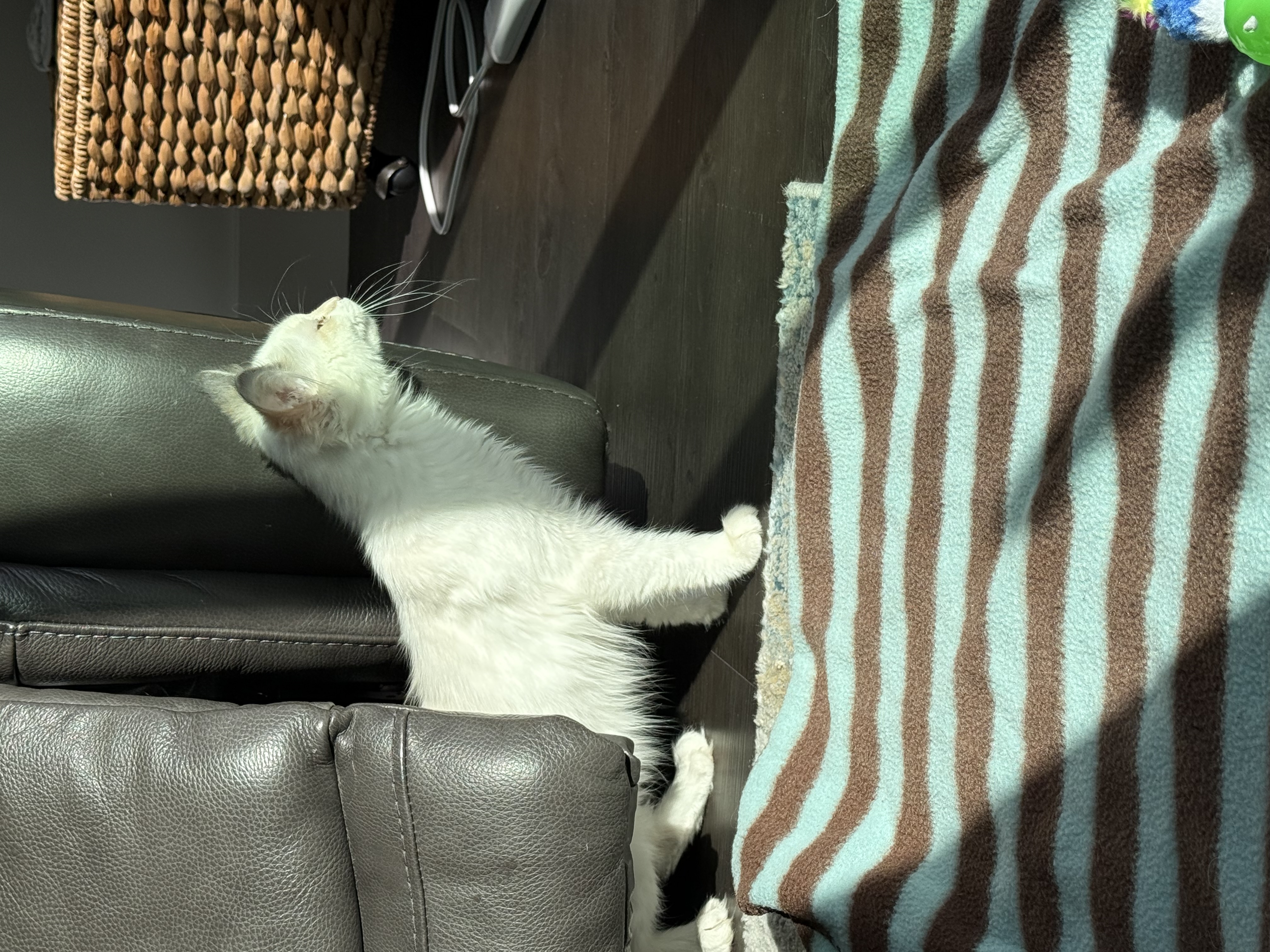 Picture of the Animal Listed