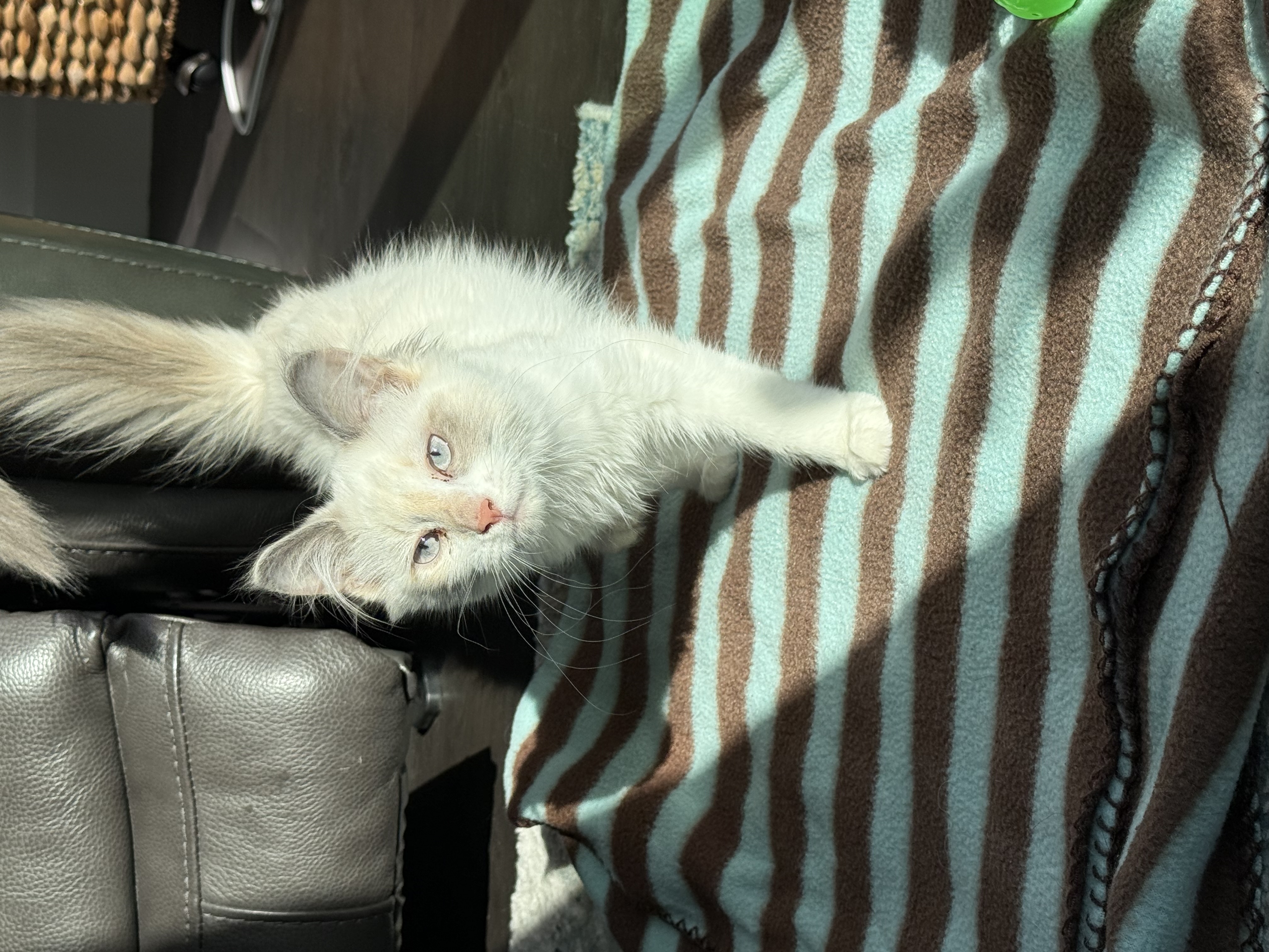 Picture of the Animal Listed