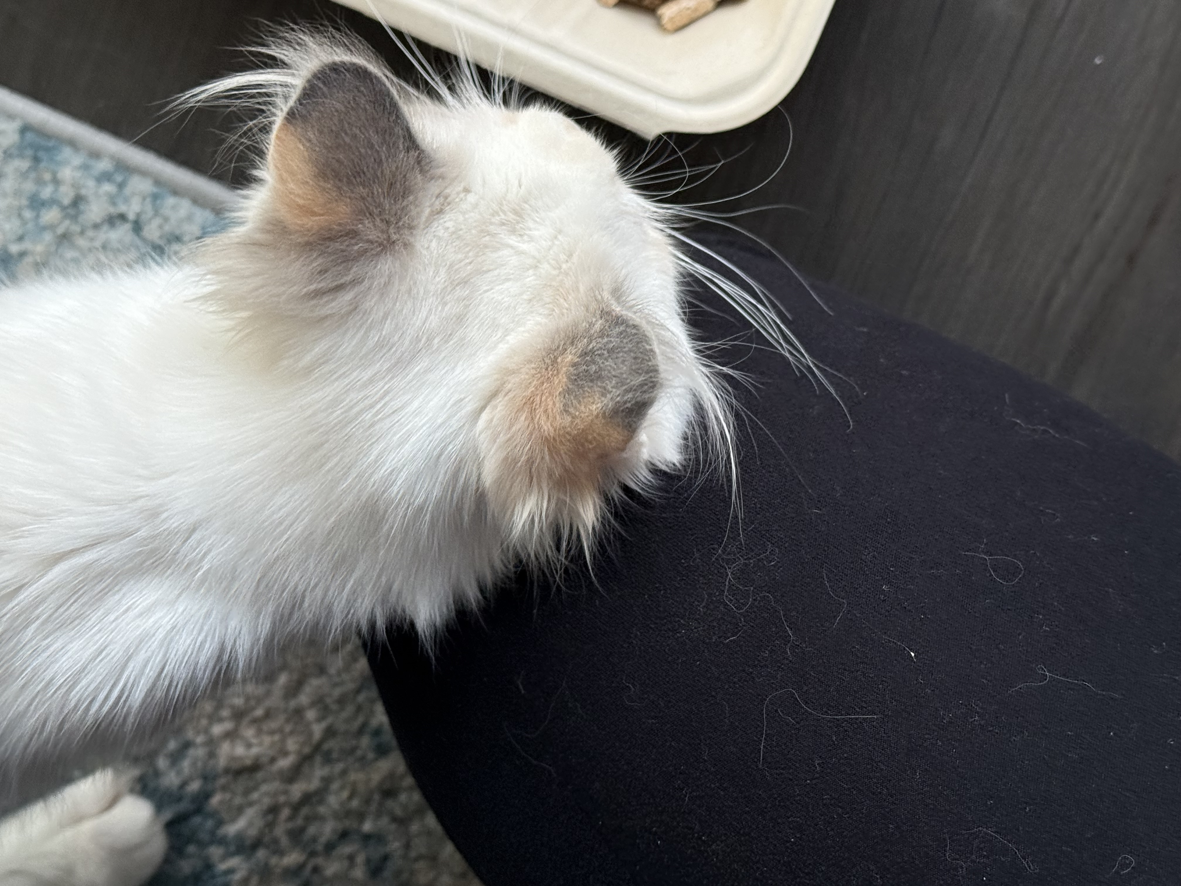 Picture of the Animal Listed