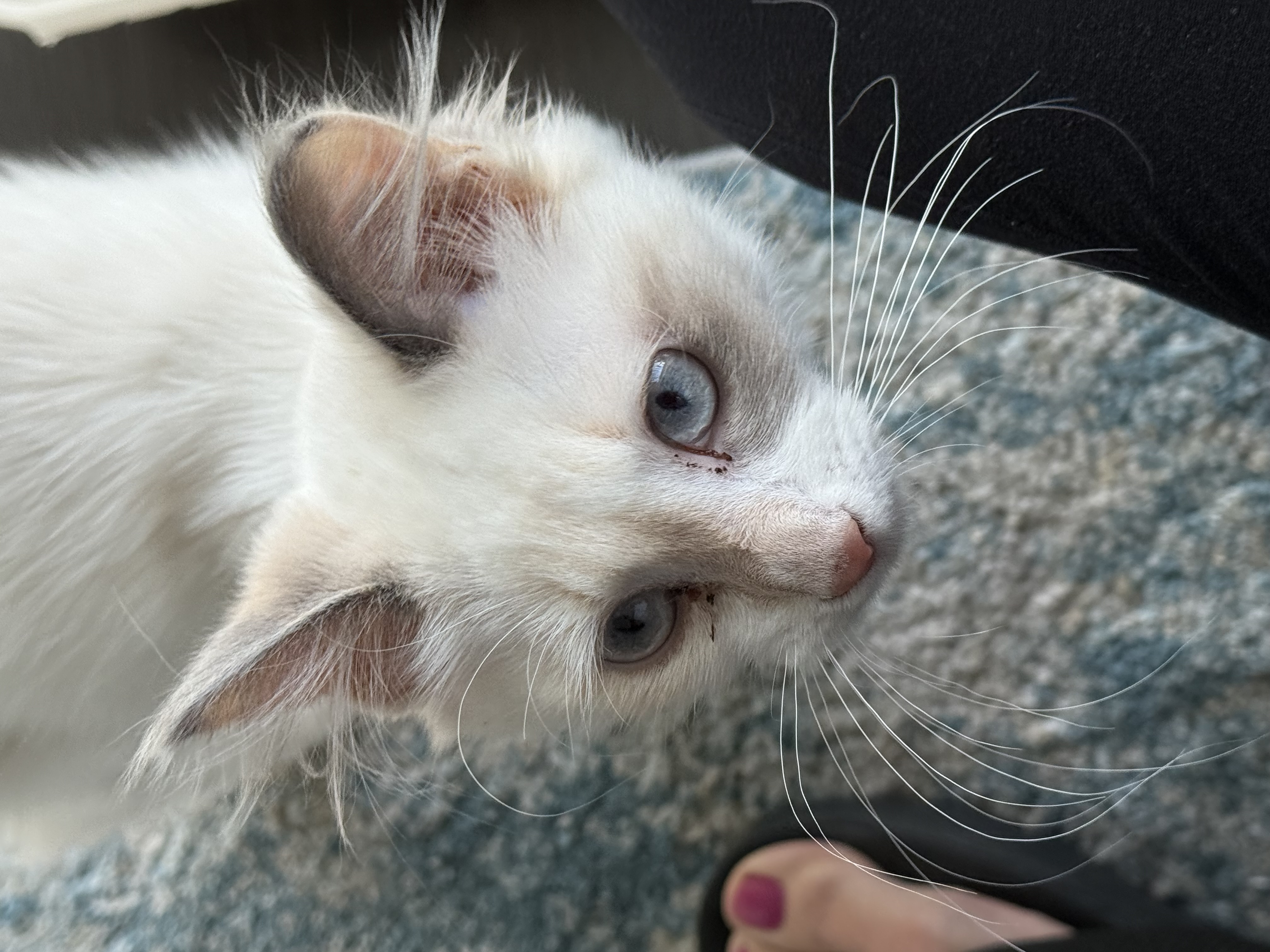 Picture of the Animal Listed