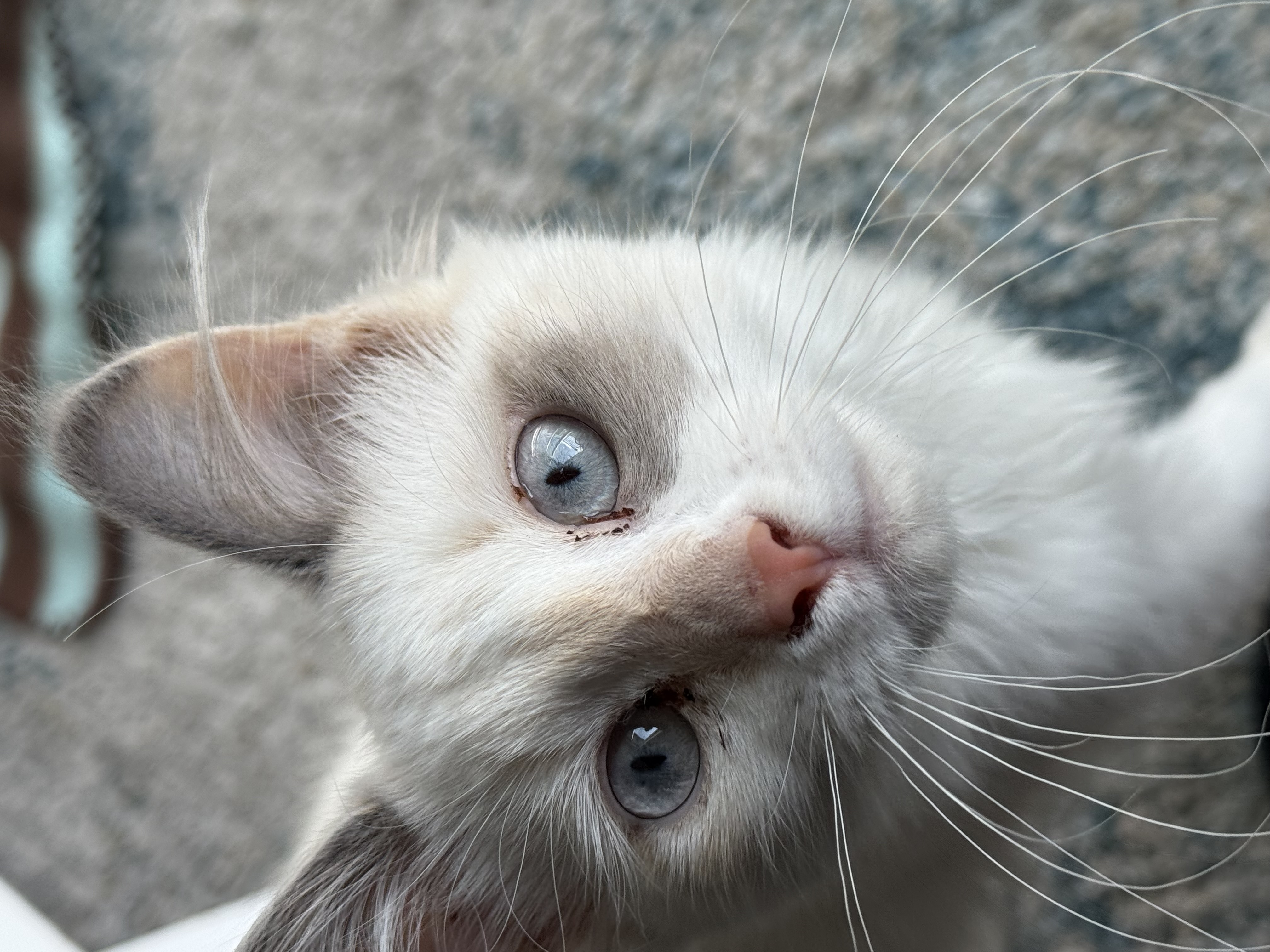 Picture of the Animal Listed