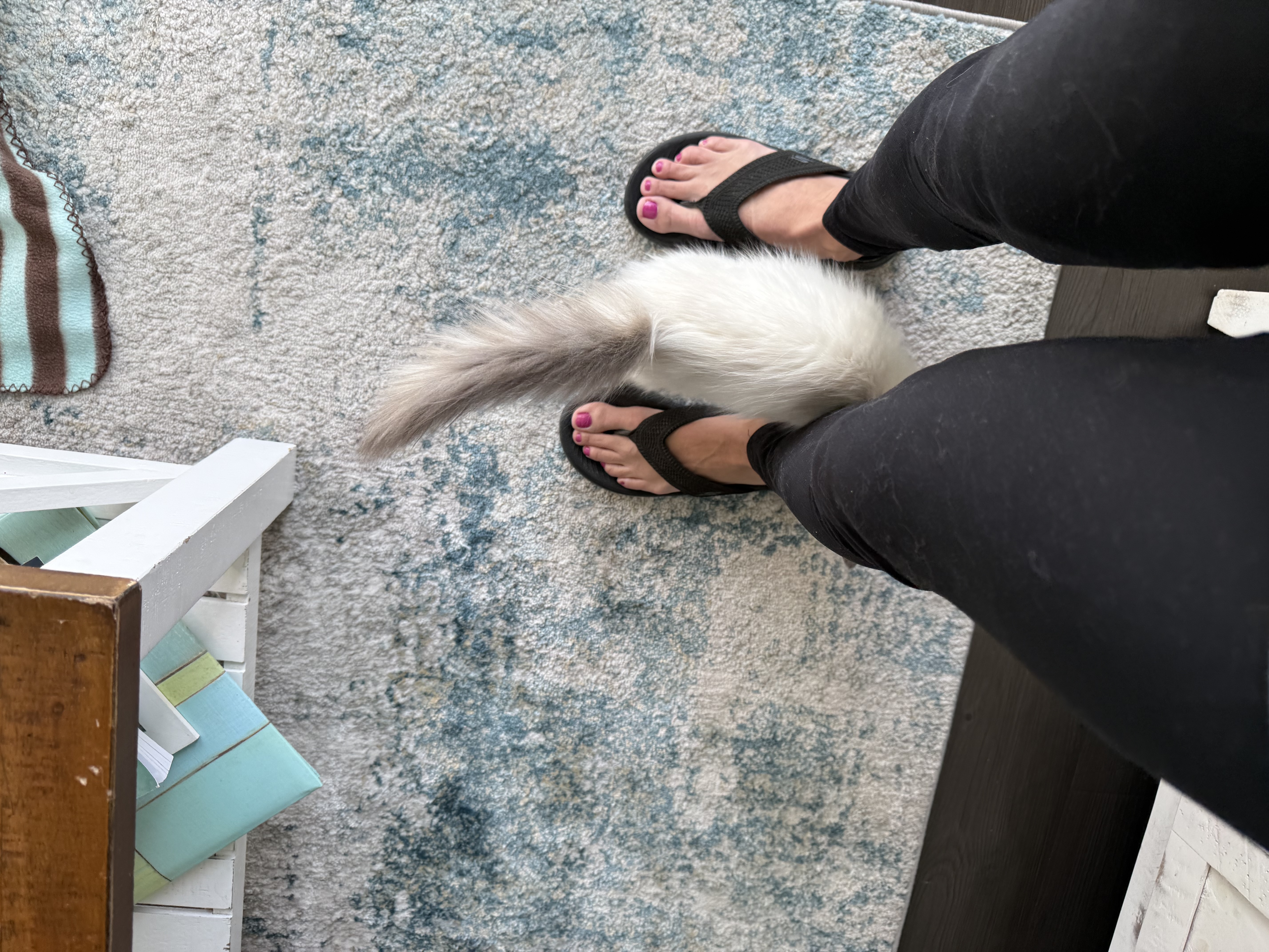 Picture of the Animal Listed