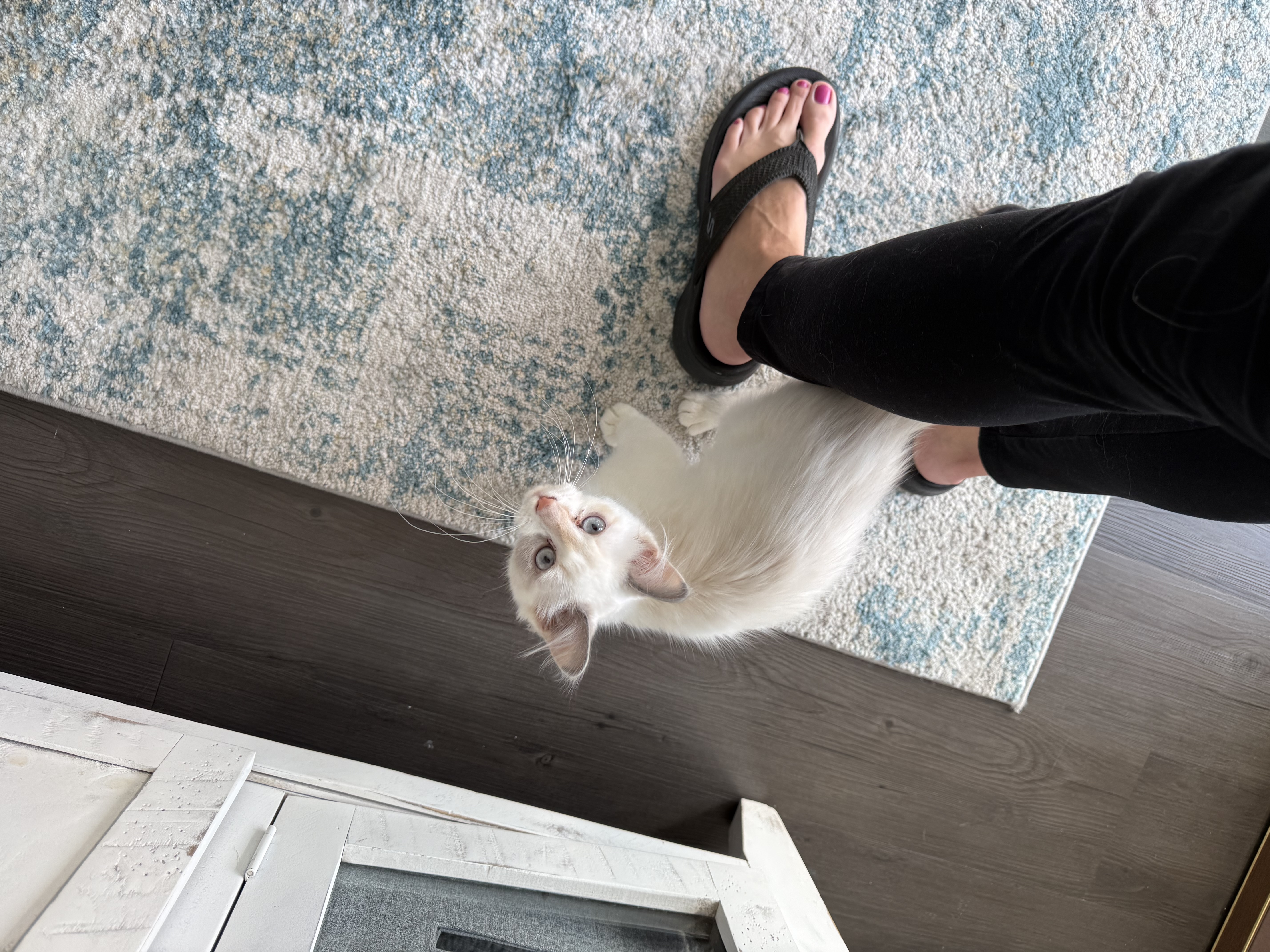 Picture of the Animal Listed