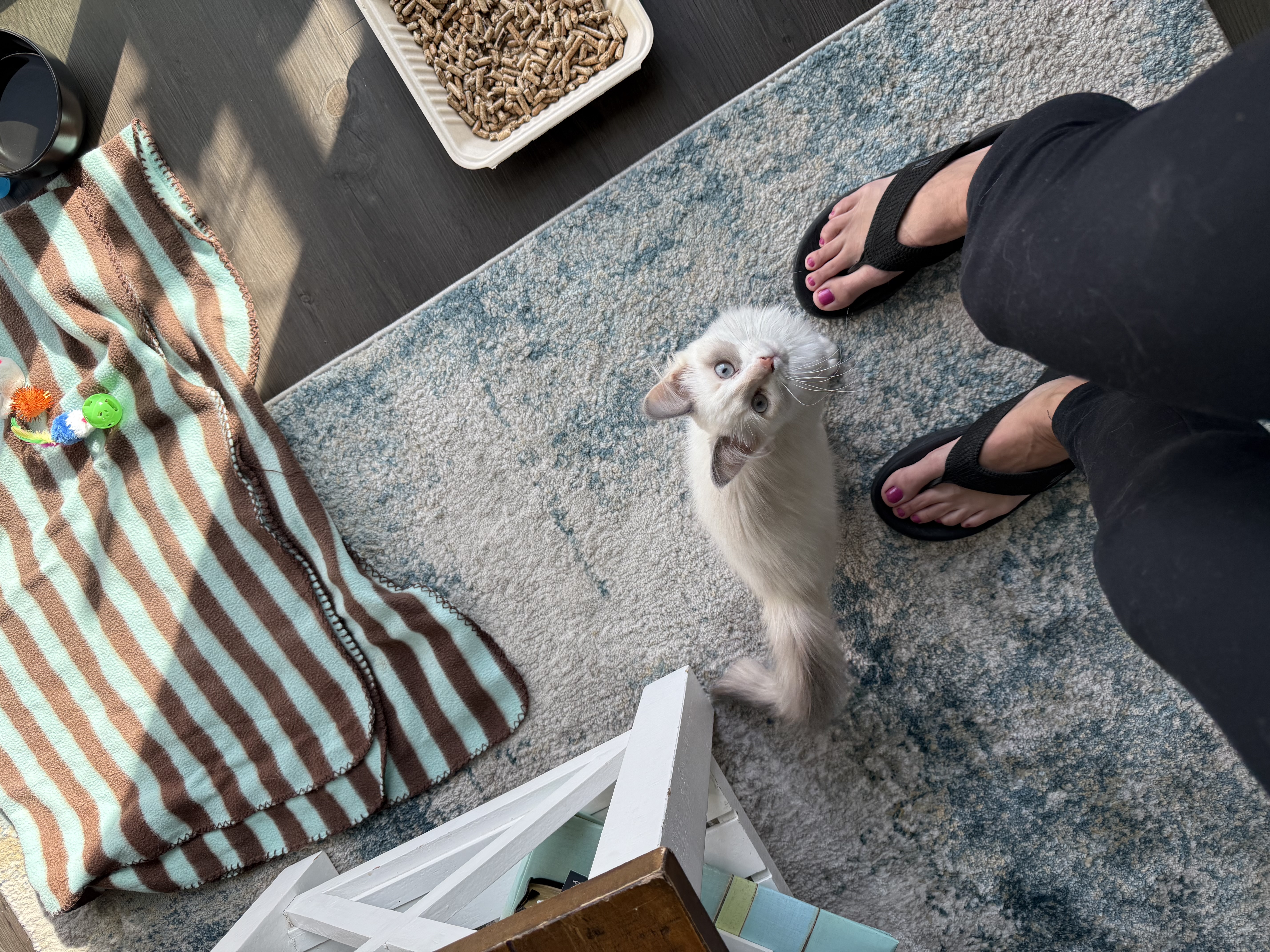 Picture of the Animal Listed