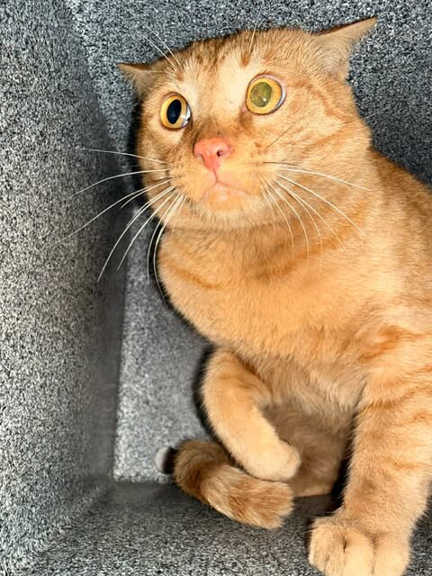 Picture of the Animal Listed