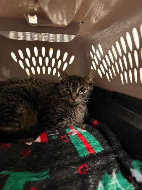 Picture of the Animal Listed