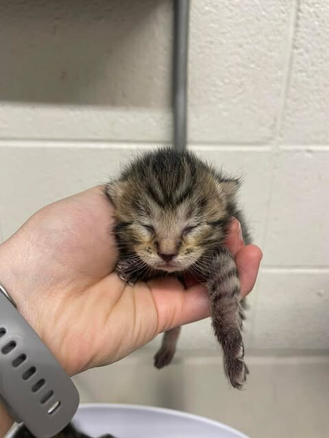 Picture of the Animal Listed