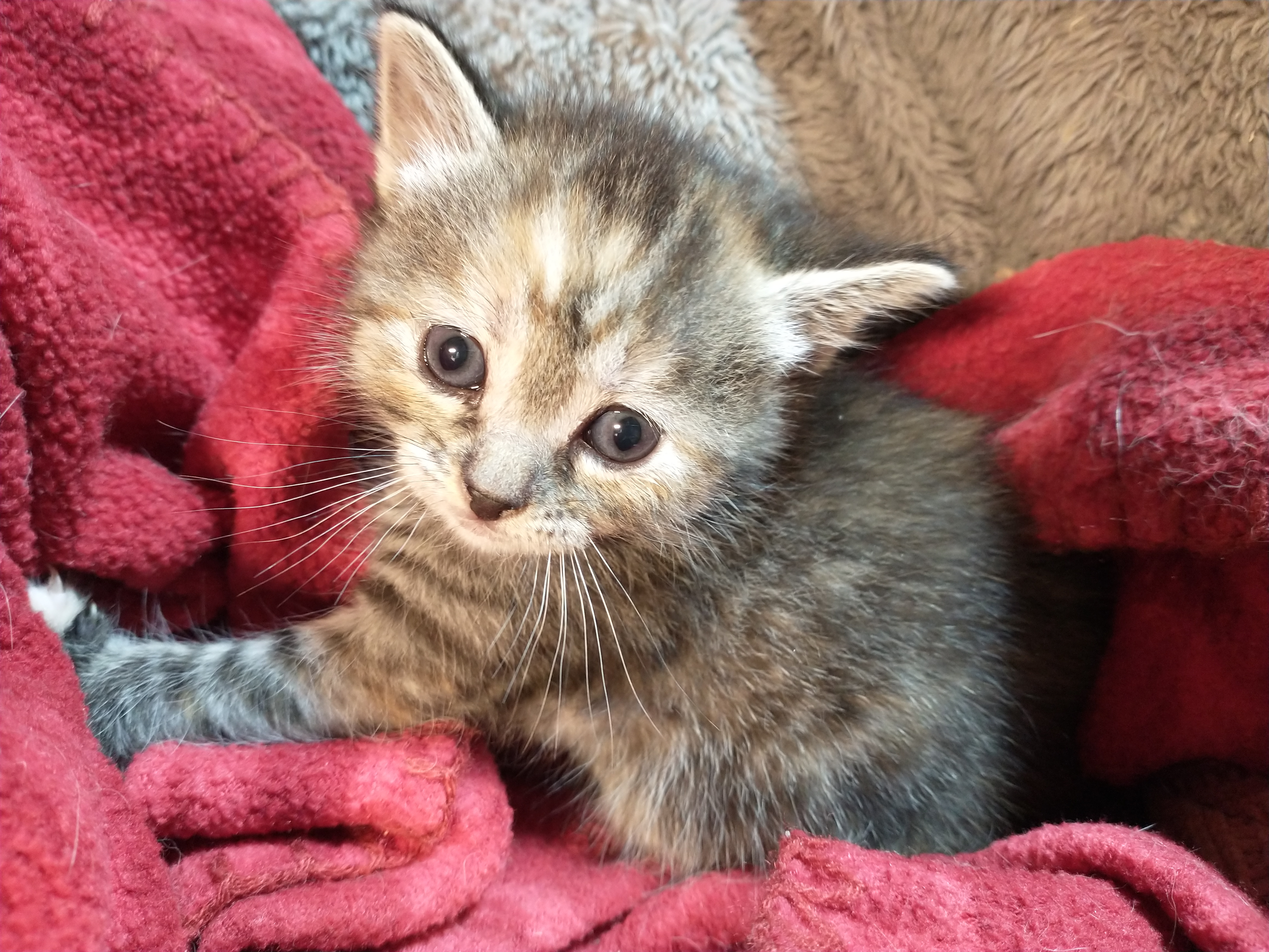 Picture of the Animal Listed