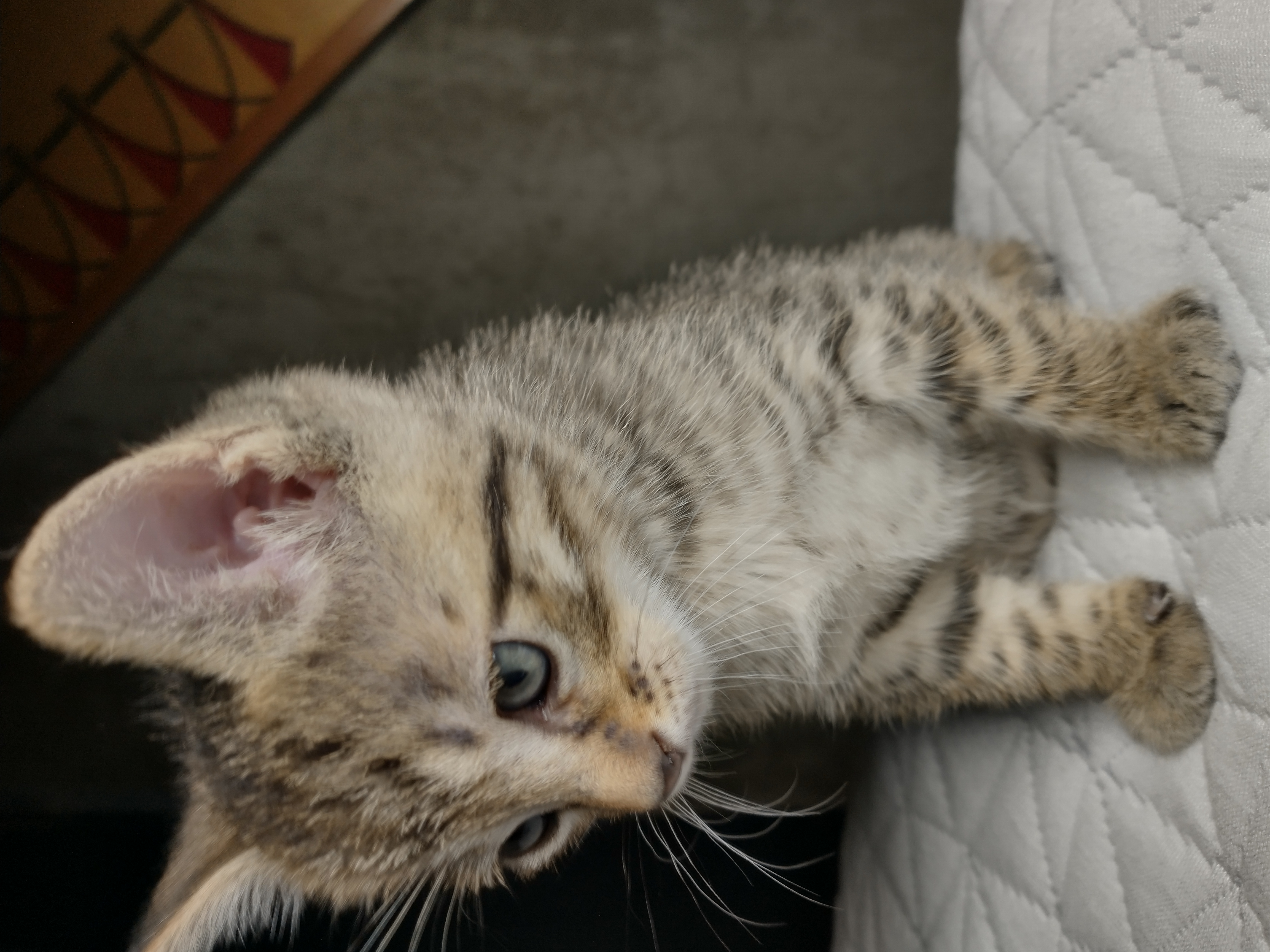 Picture of the Animal Listed