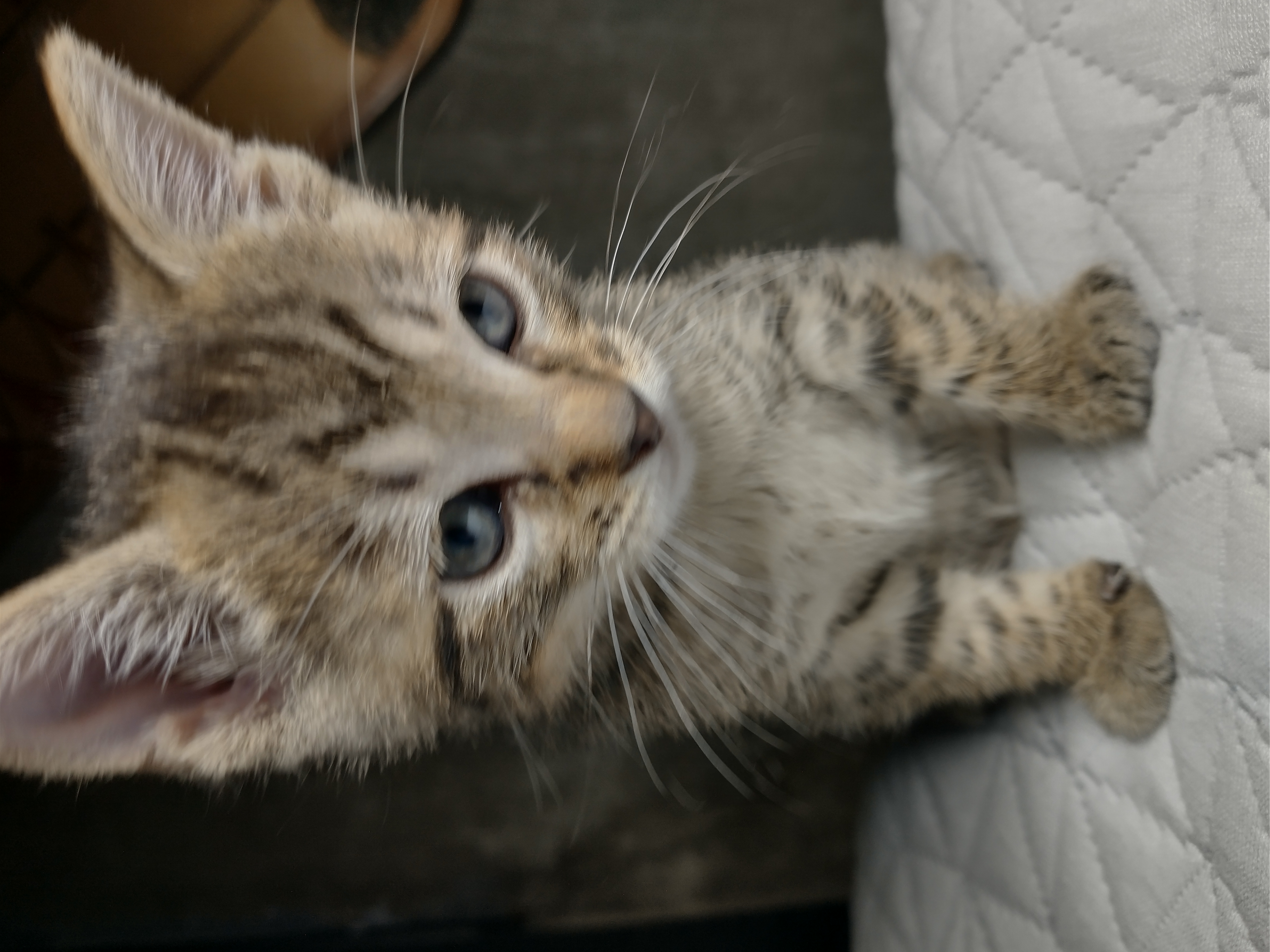 Picture of the Animal Listed