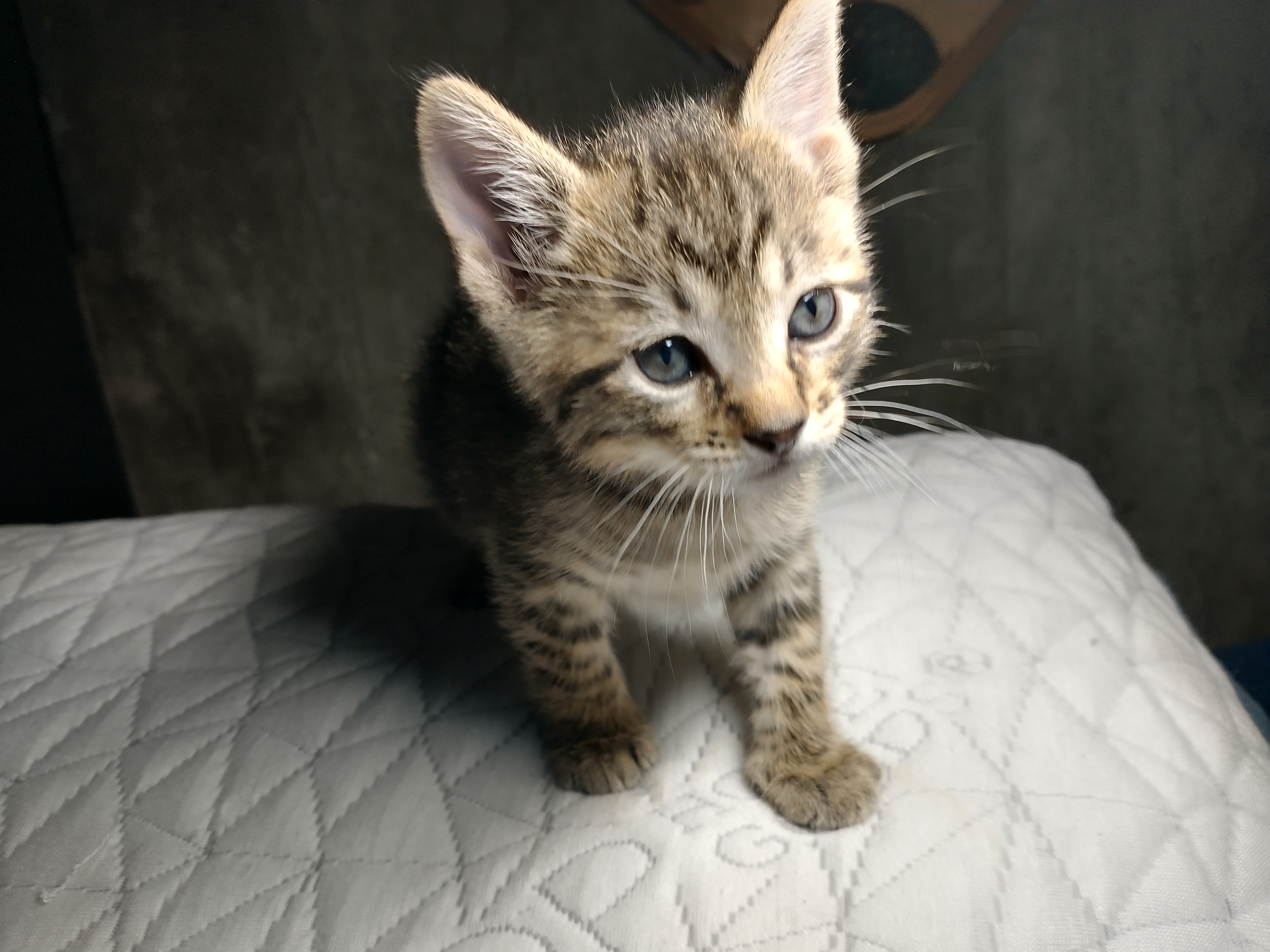 Picture of the Animal Listed