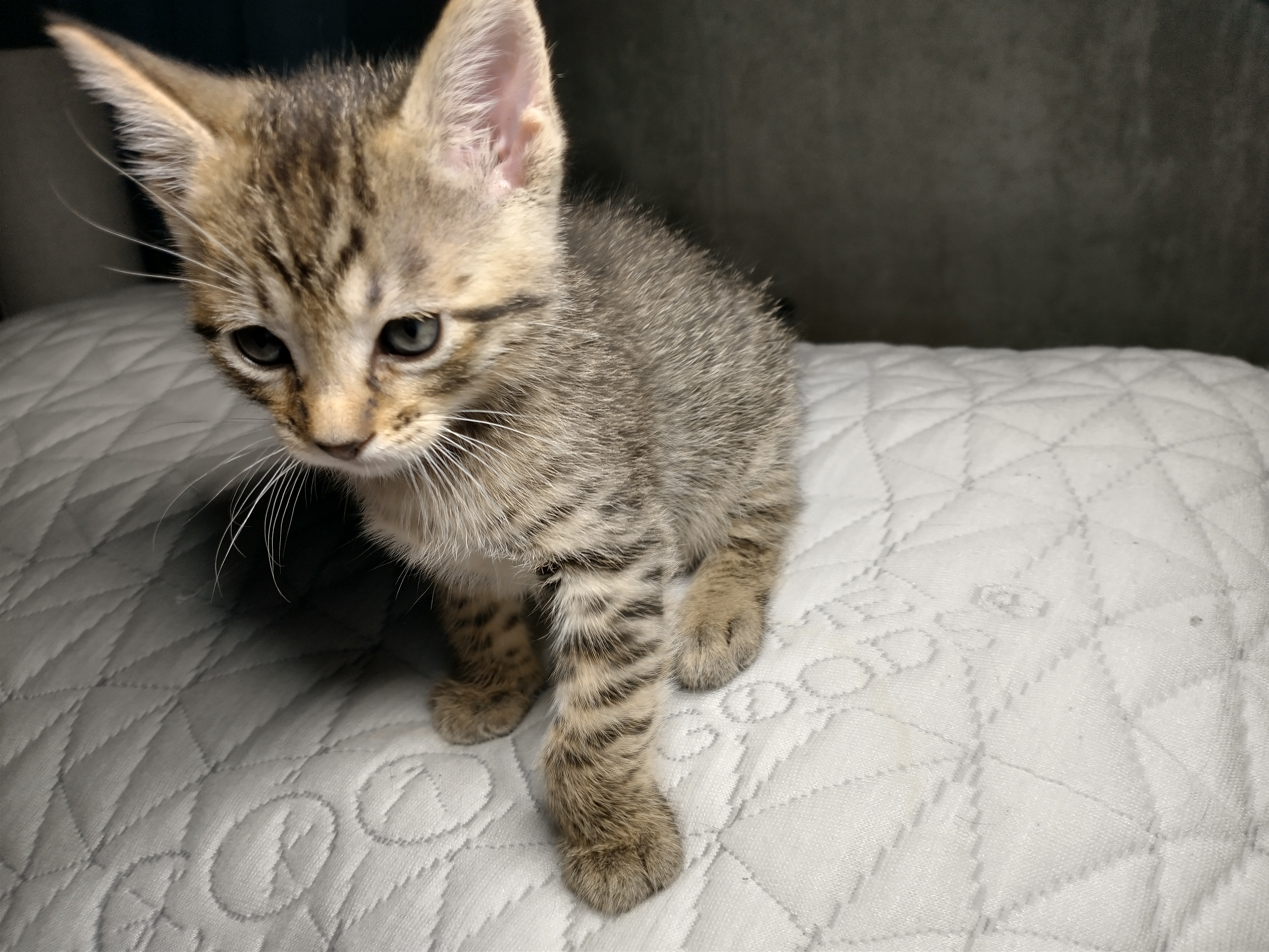 Picture of the Animal Listed