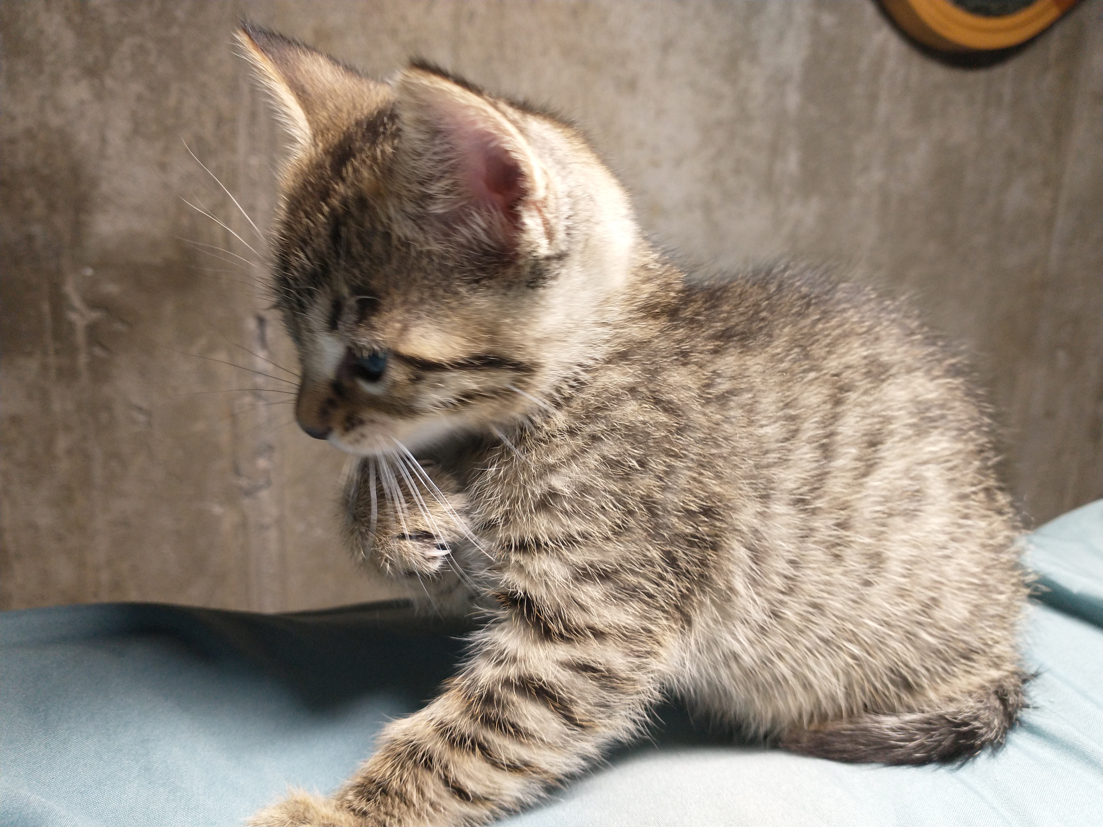 Picture of the Animal Listed