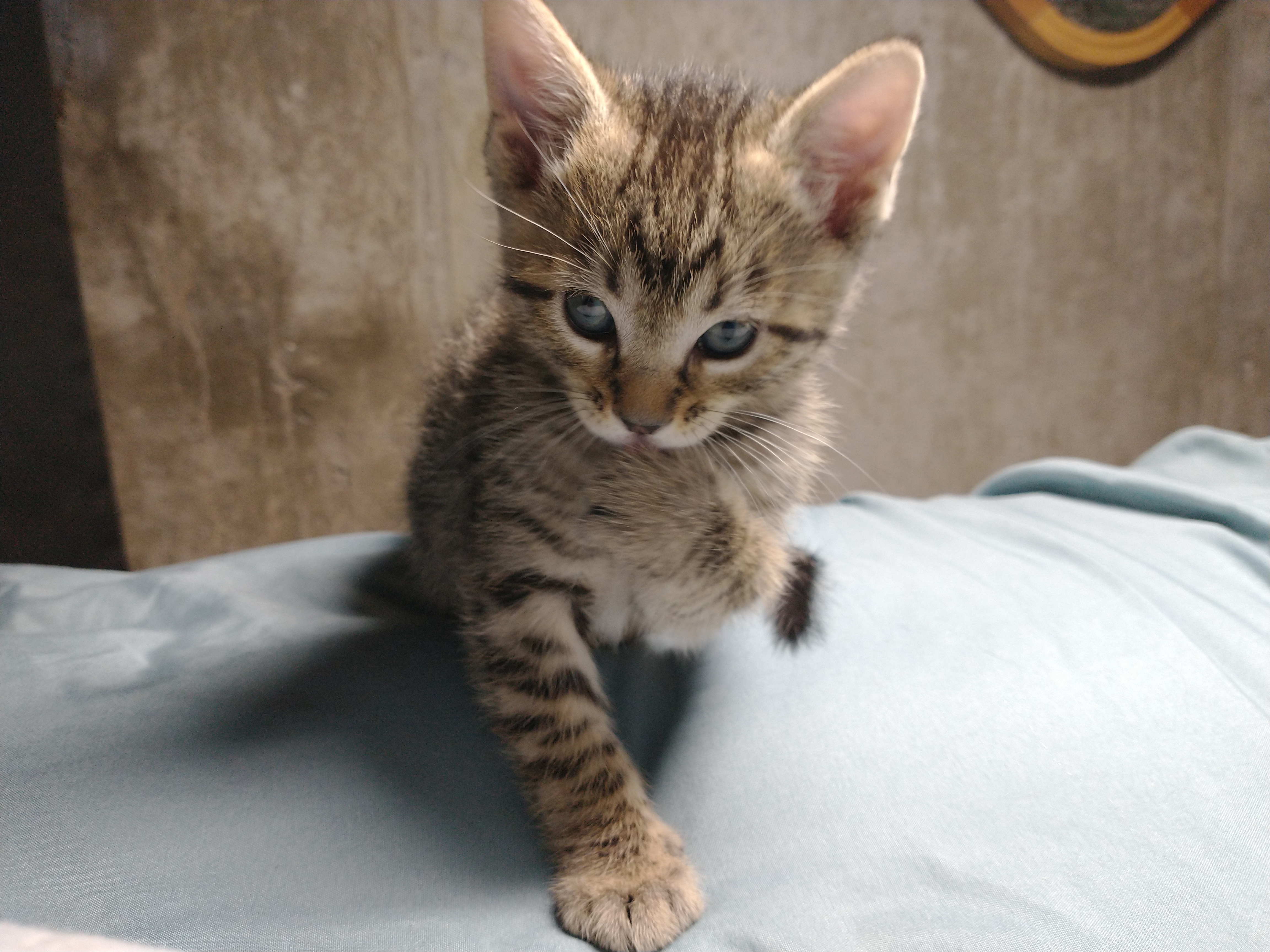 Picture of the Animal Listed