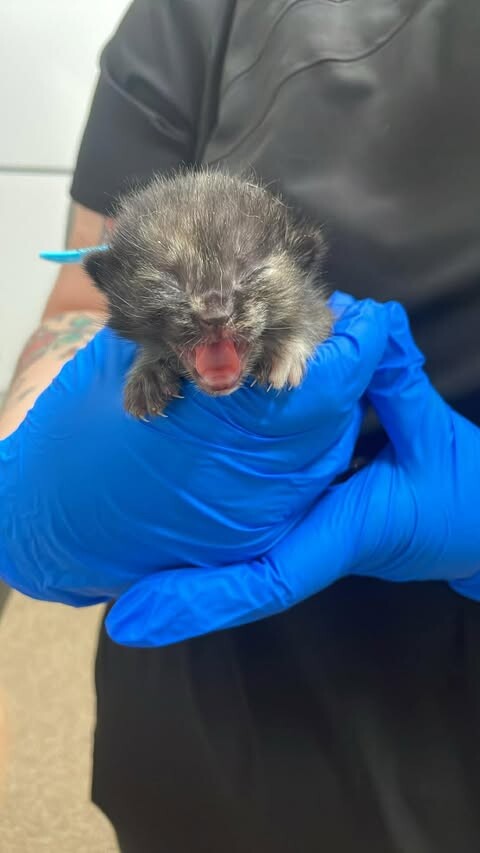 Picture of the Animal Listed