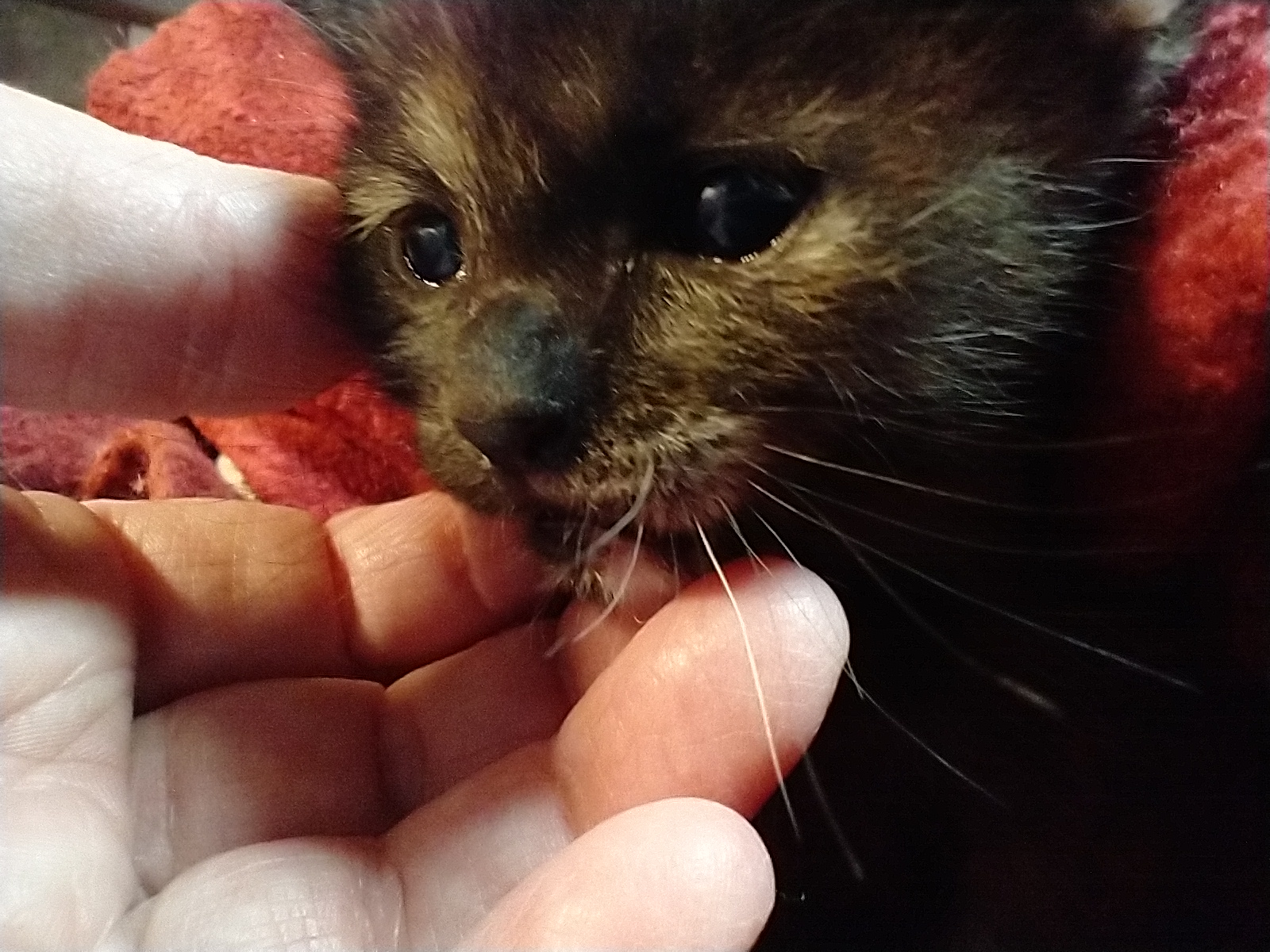 Picture of the Animal Listed
