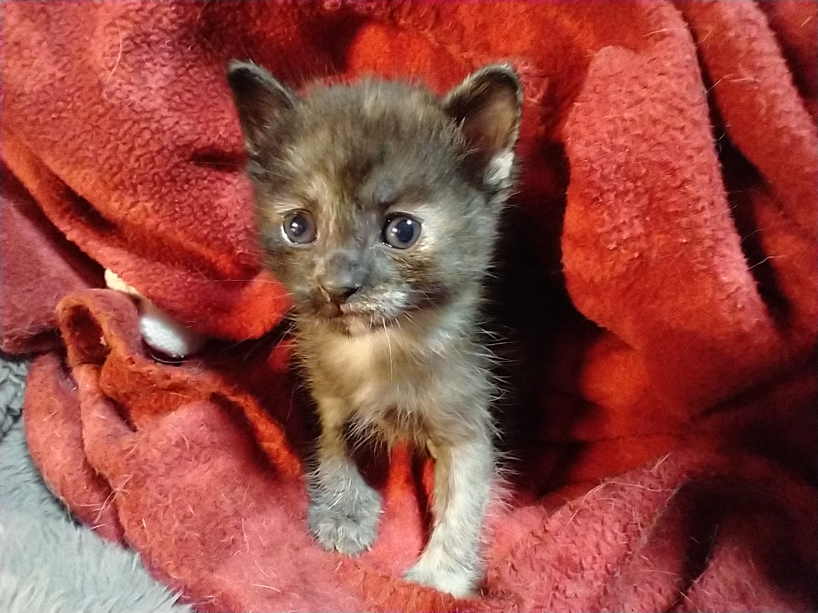 Picture of the Animal Listed