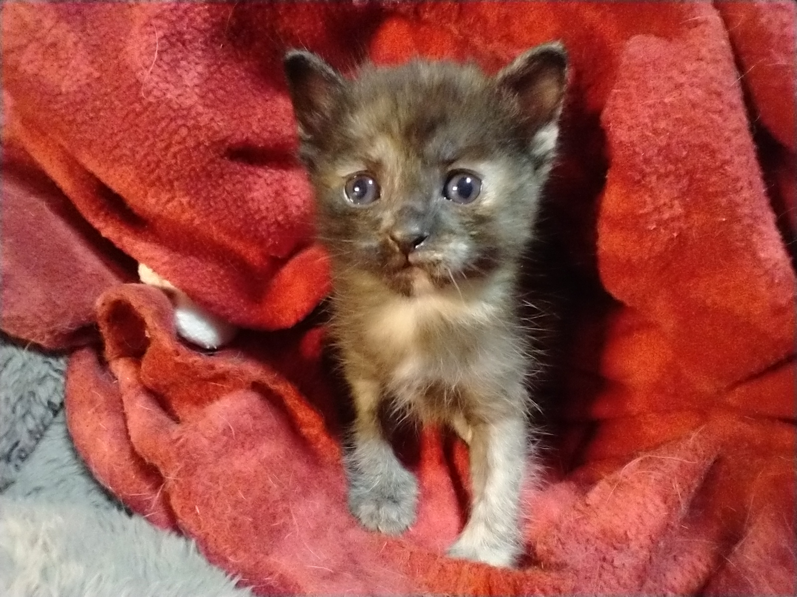 Picture of the Animal Listed