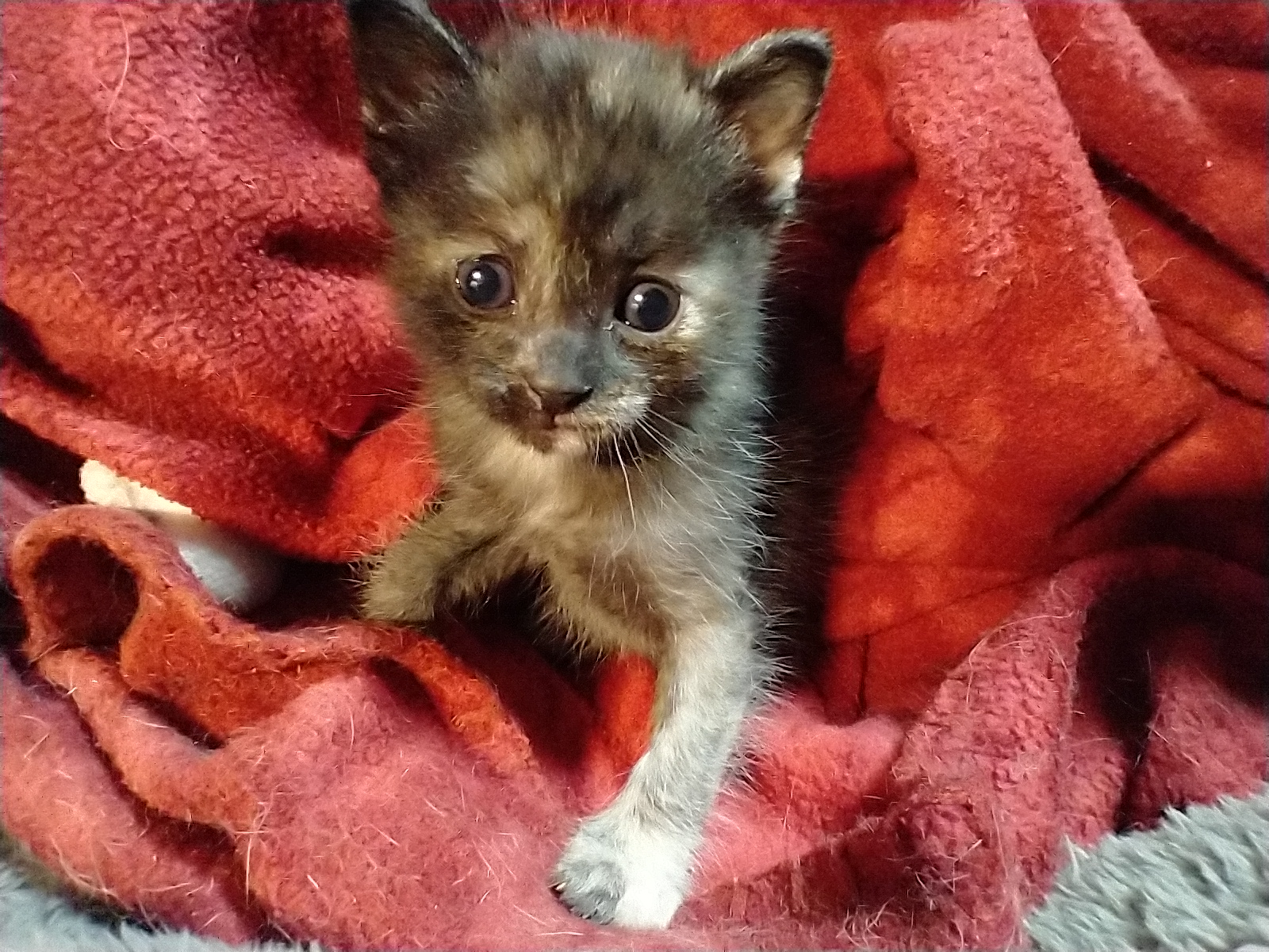 Picture of the Animal Listed
