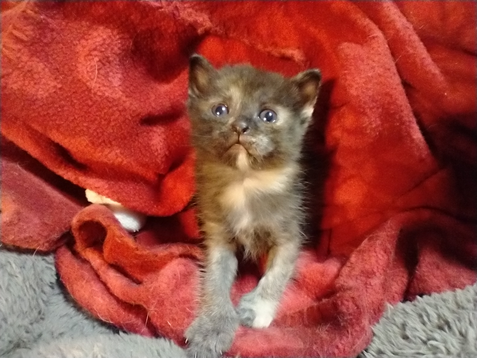Picture of the Animal Listed