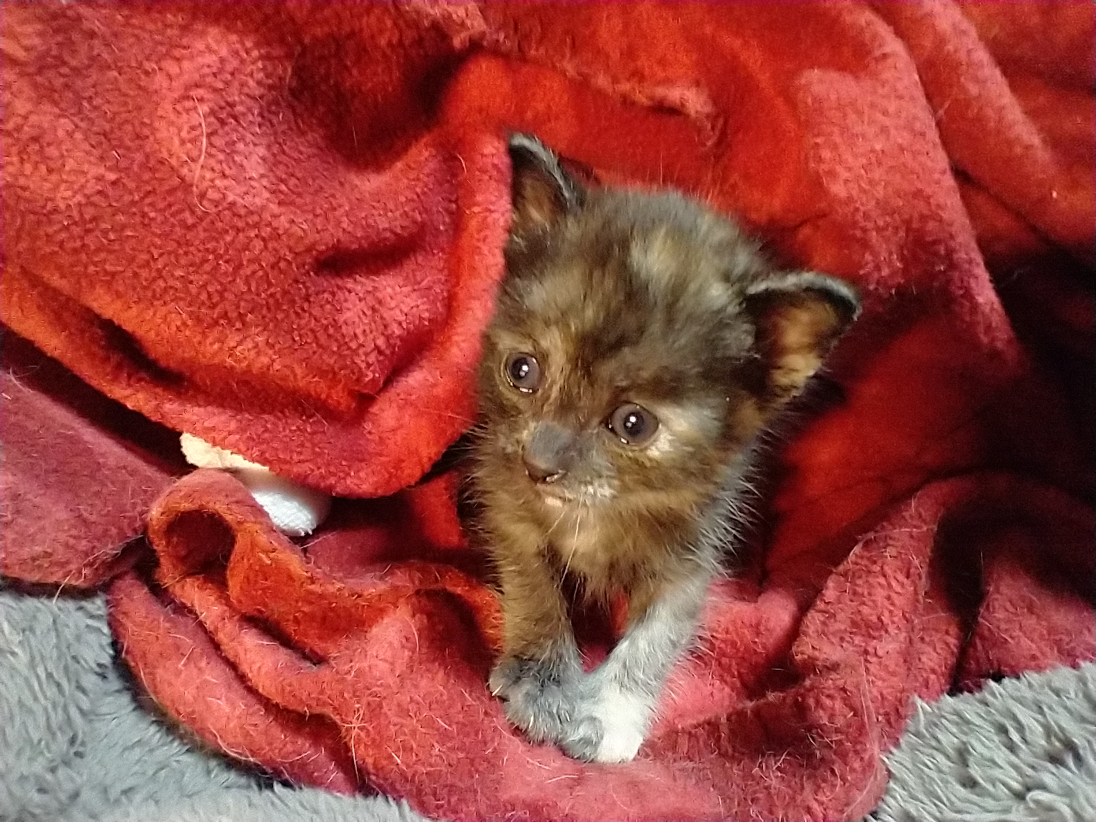 Picture of the Animal Listed